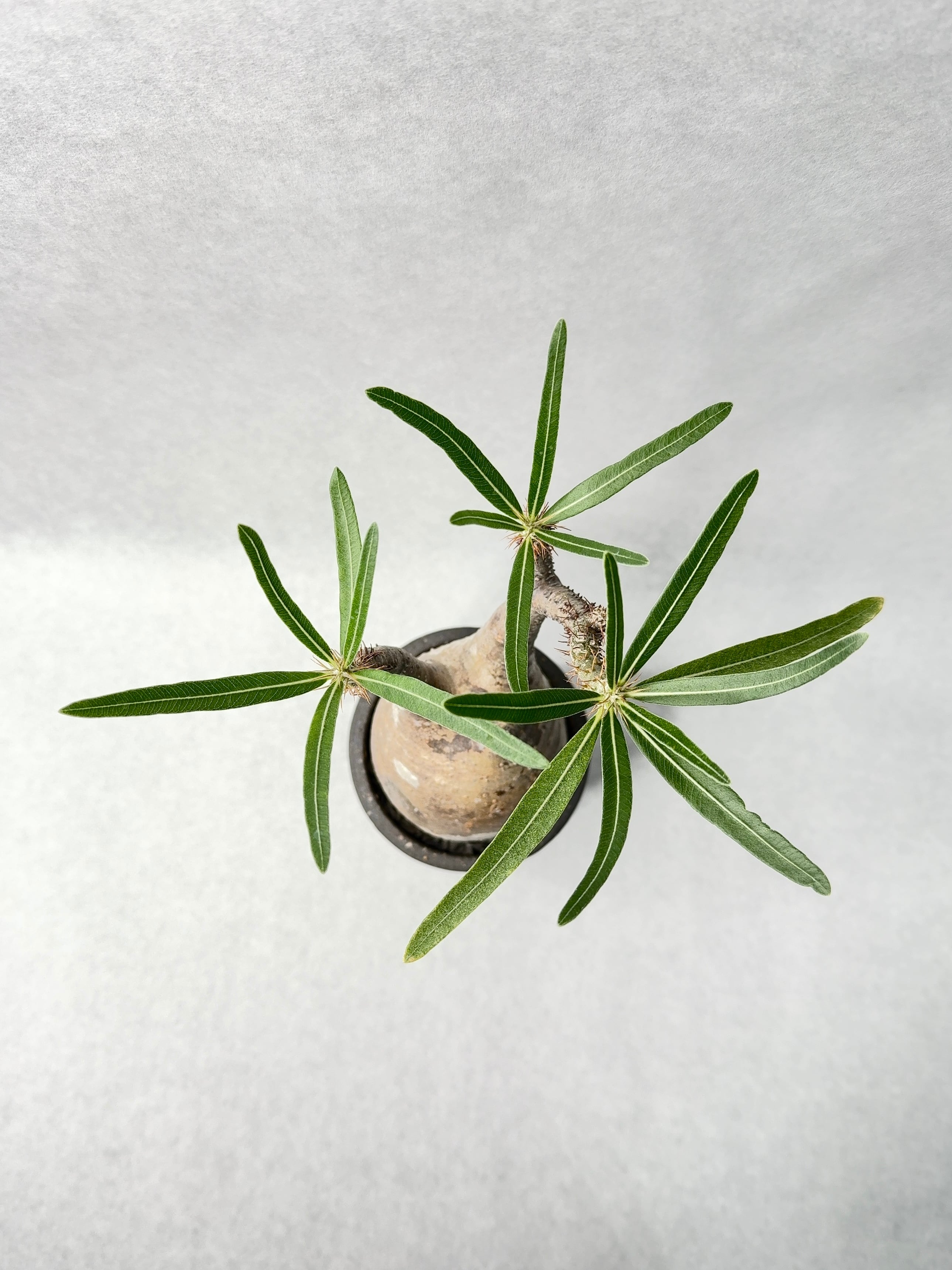 パキポディウム・グラキリス | trigger