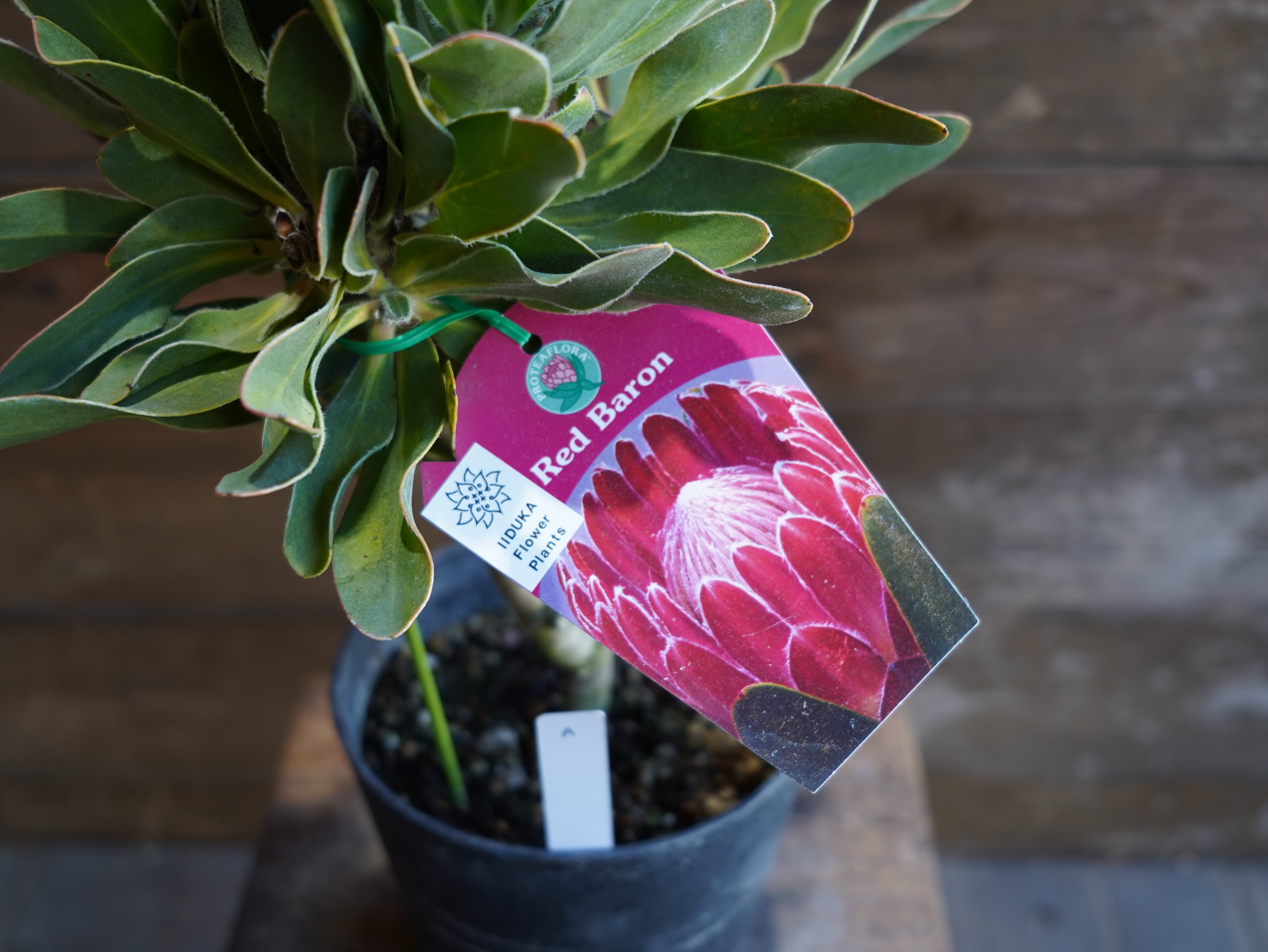 【現物】プロテア "レッドバロン" A