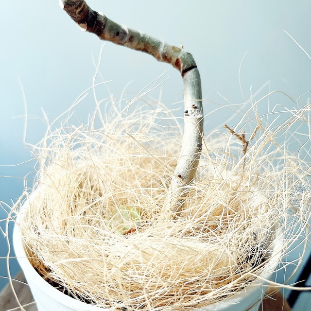 【一点もの】フィカス・アルテシマ 美しい曲がり樹形 calm cafe