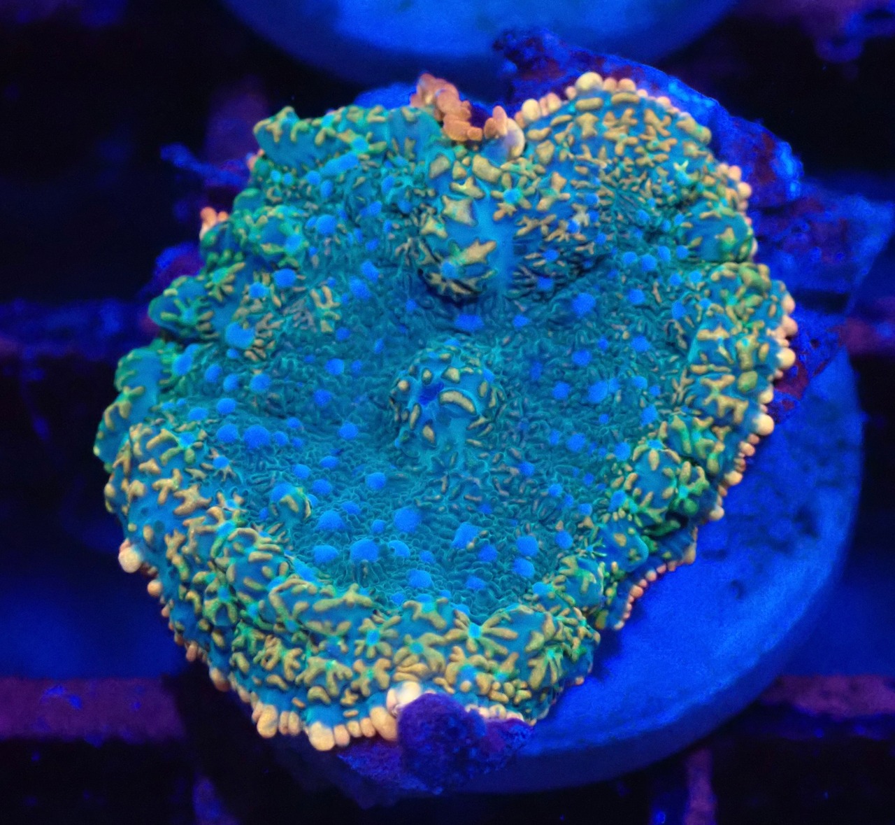 【現地買付】Discozoma RareColor 3