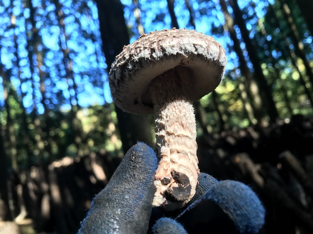 小ぶり原木生しいたけ箱いっぱい