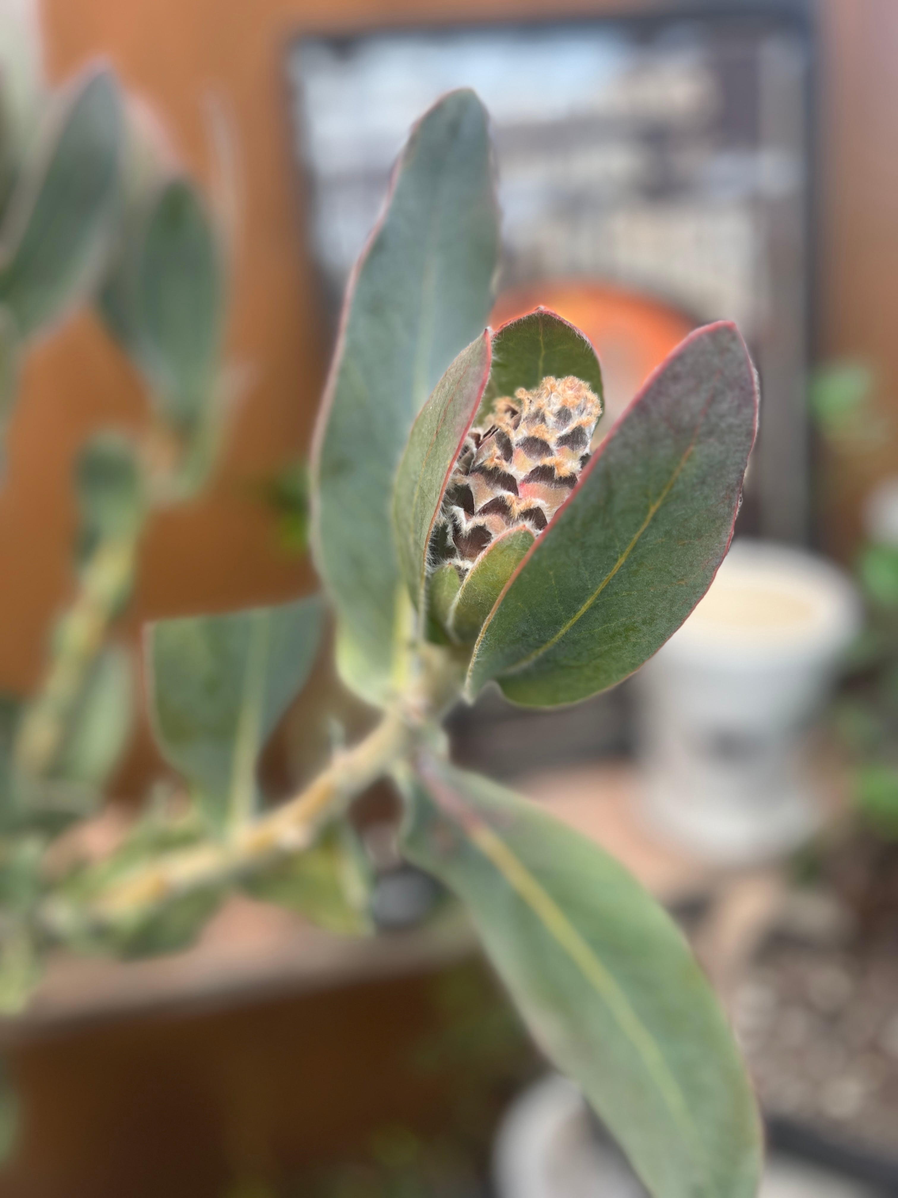 プロテア クイーン(4F) | 沼ノ上農園