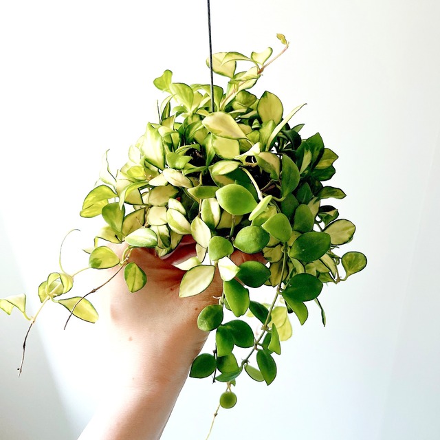 コンパクトな ホヤ・ヘウスケリアナ＊斑入りハンギング 観葉植物 calm cafe 37