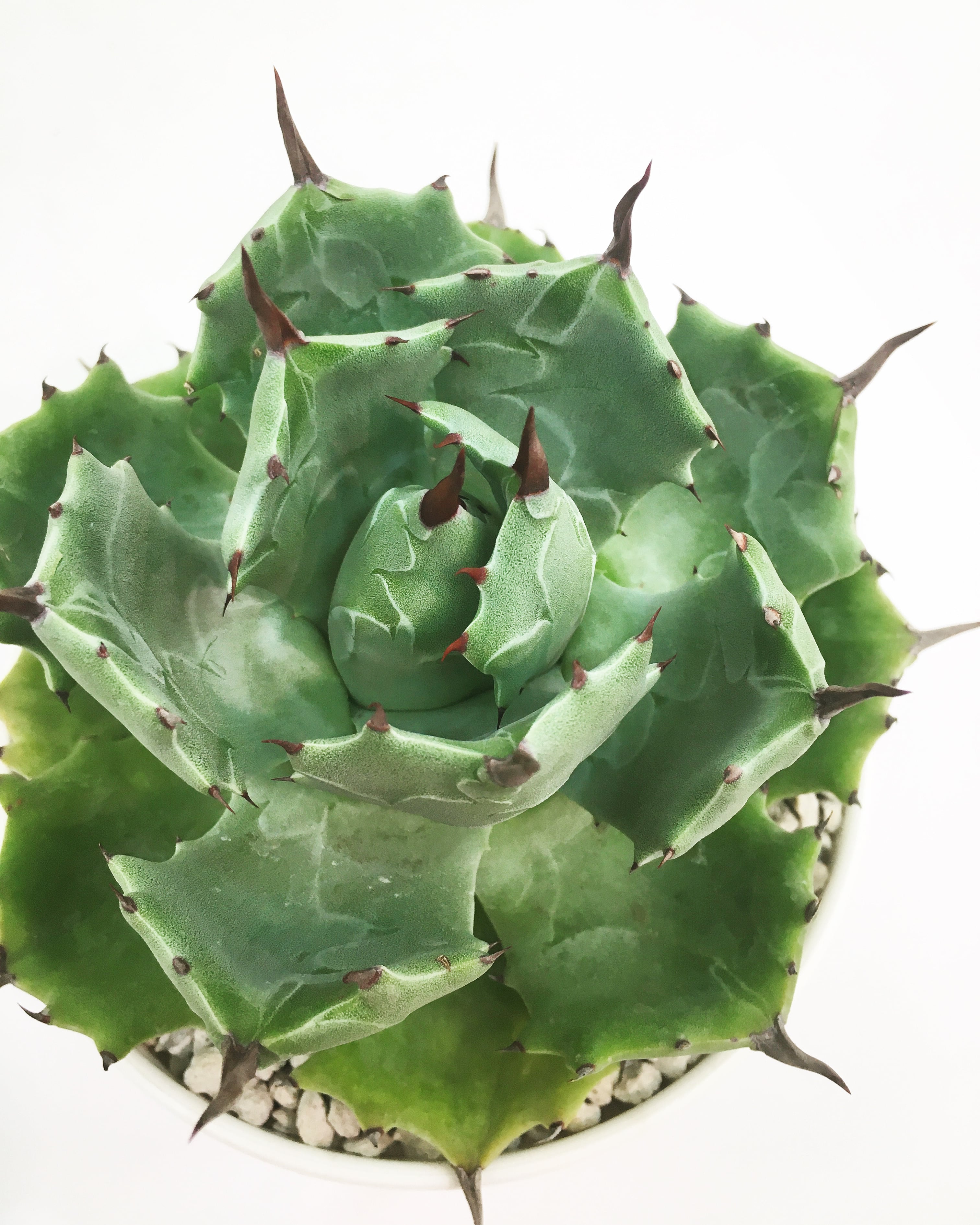 アガベ 雷帝 Agave isthmensis 20210911 | SPG 'for sale' アガベ 雷帝 Agave isthmensis 20210911 | SPG 'for sale'