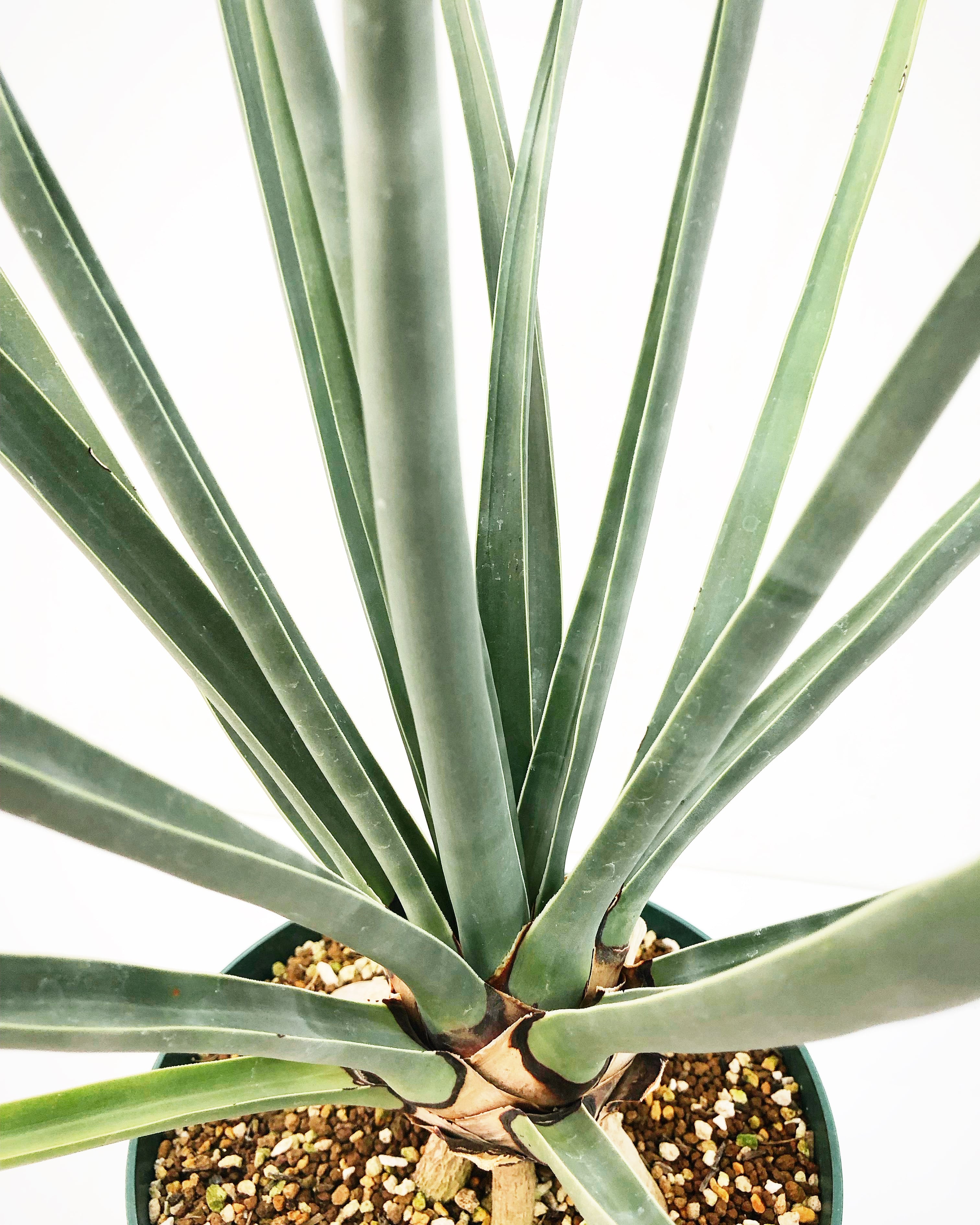 ドラセナ セルラータ Dracaena serrulata 20230814 | SPG 
