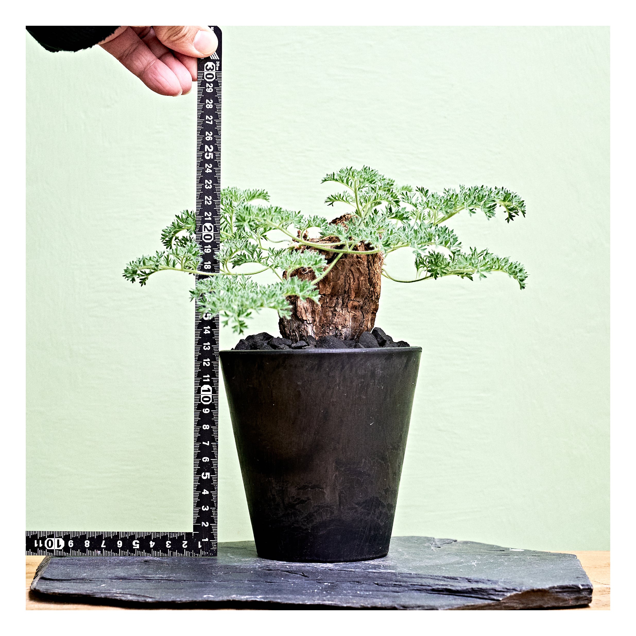 美株 ペラルゴニウム トリステ 塊根植物 黒い鉢付き アイビー