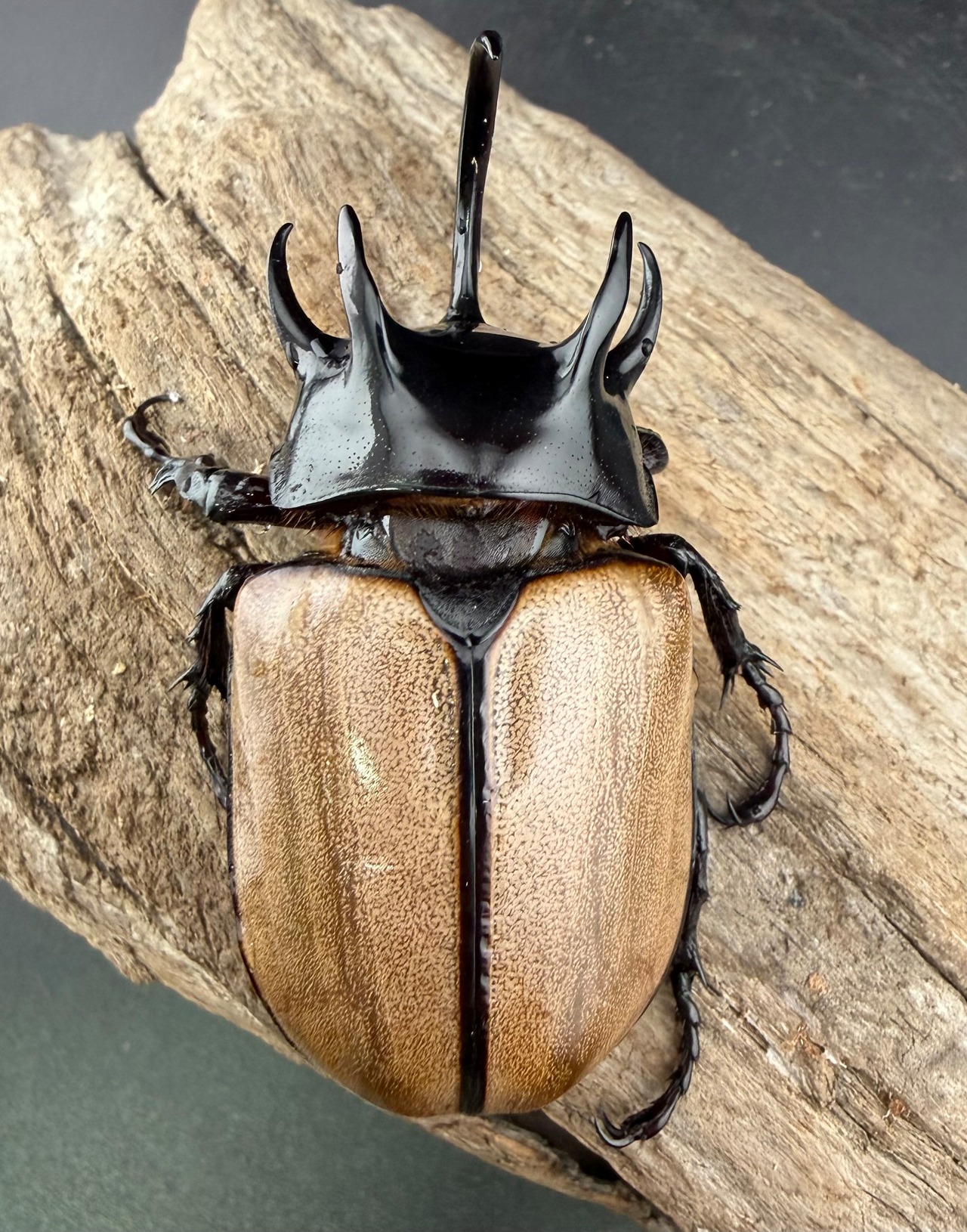 【WF1】《ゴホンツノカブト原名亜種 タイ産 74mm ペア》