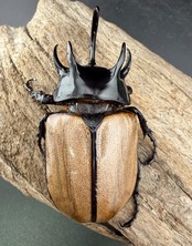 【WF1】《ゴホンツノカブト原名亜種 タイ産 74mm ペア》