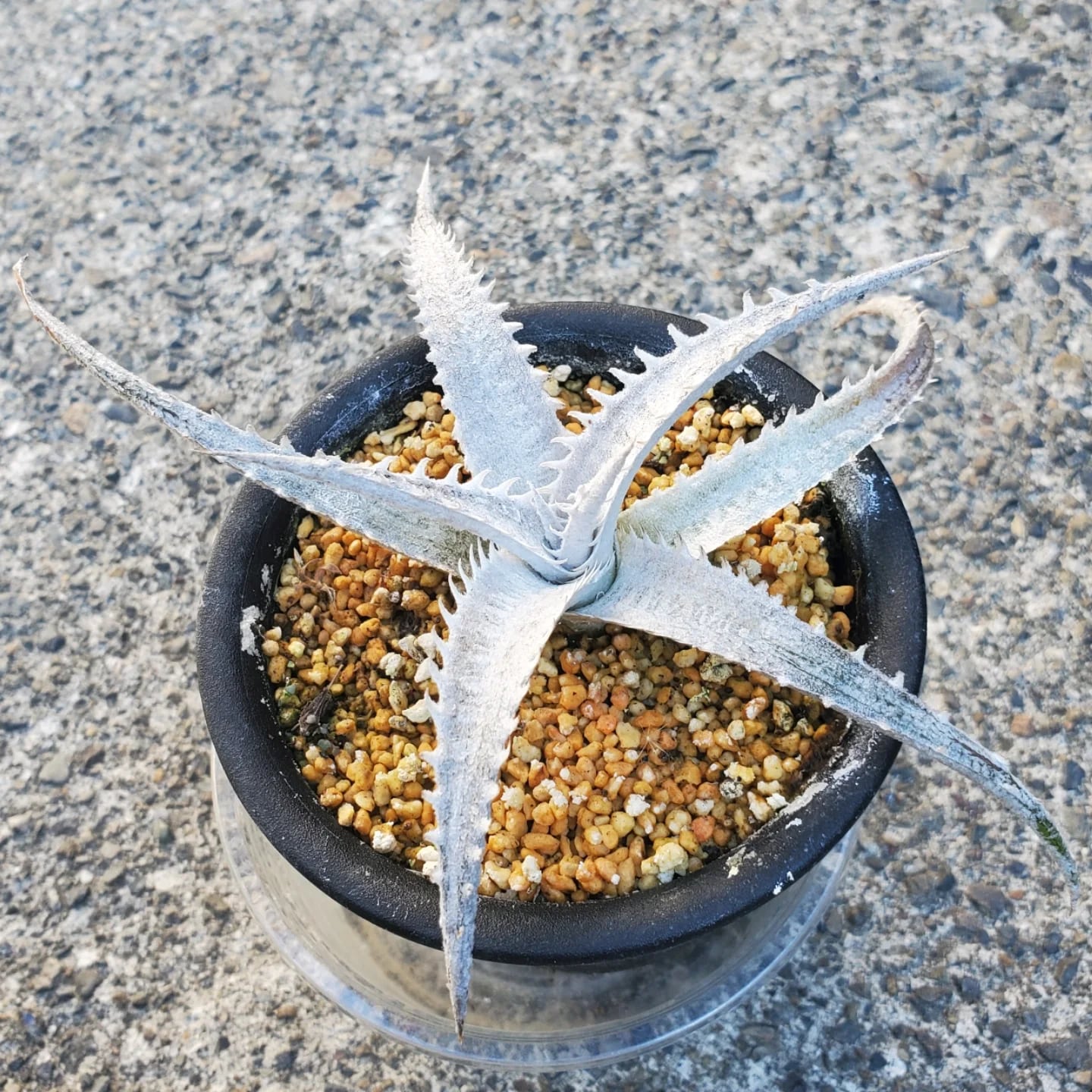 グレートホワイトシャーク　子株 360°クリーニング」搭載で、掃除ストレス ゼロへ！1.5kg以下の