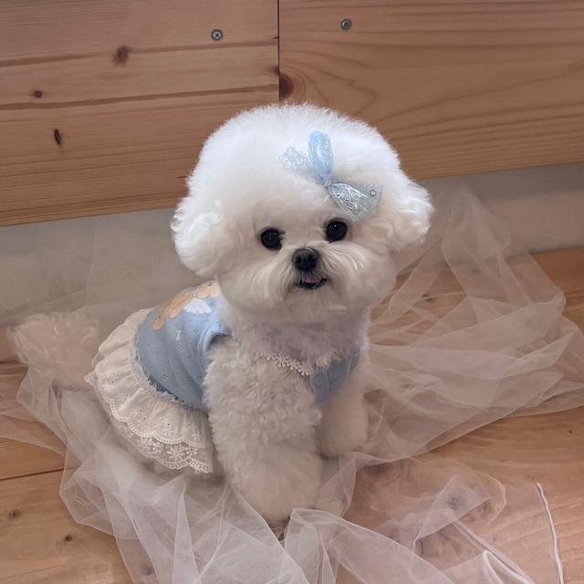 【予約】[Hi yeboo] Cupid Bear acc (Blue/Brown)