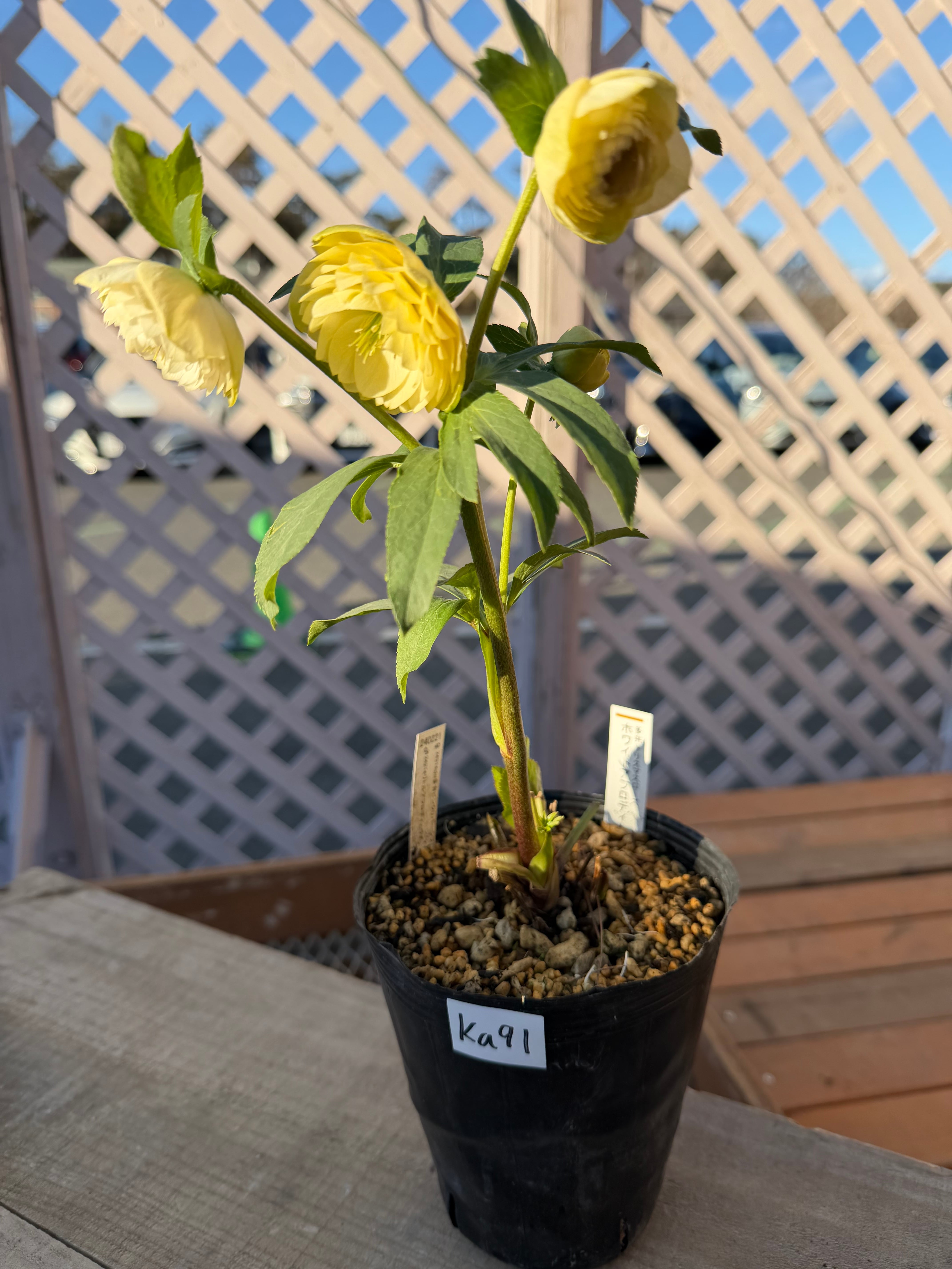 ホワイトアフロディーテ 加藤農園 クリスマスローズ【Ka91】送料無料