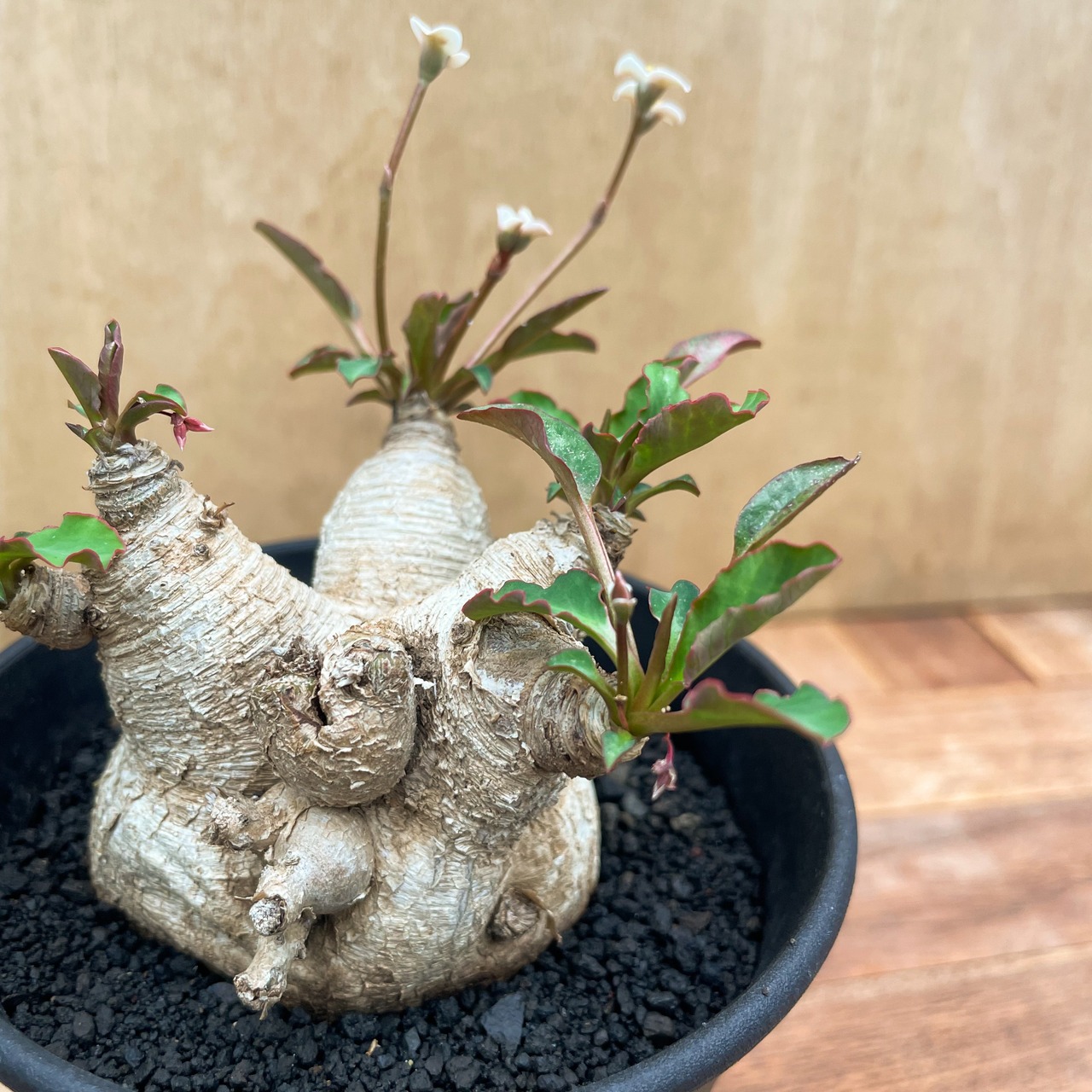 Euphorbia spannringii【ユーフォルビア・スパンリンギー(フィッシュボーン)】