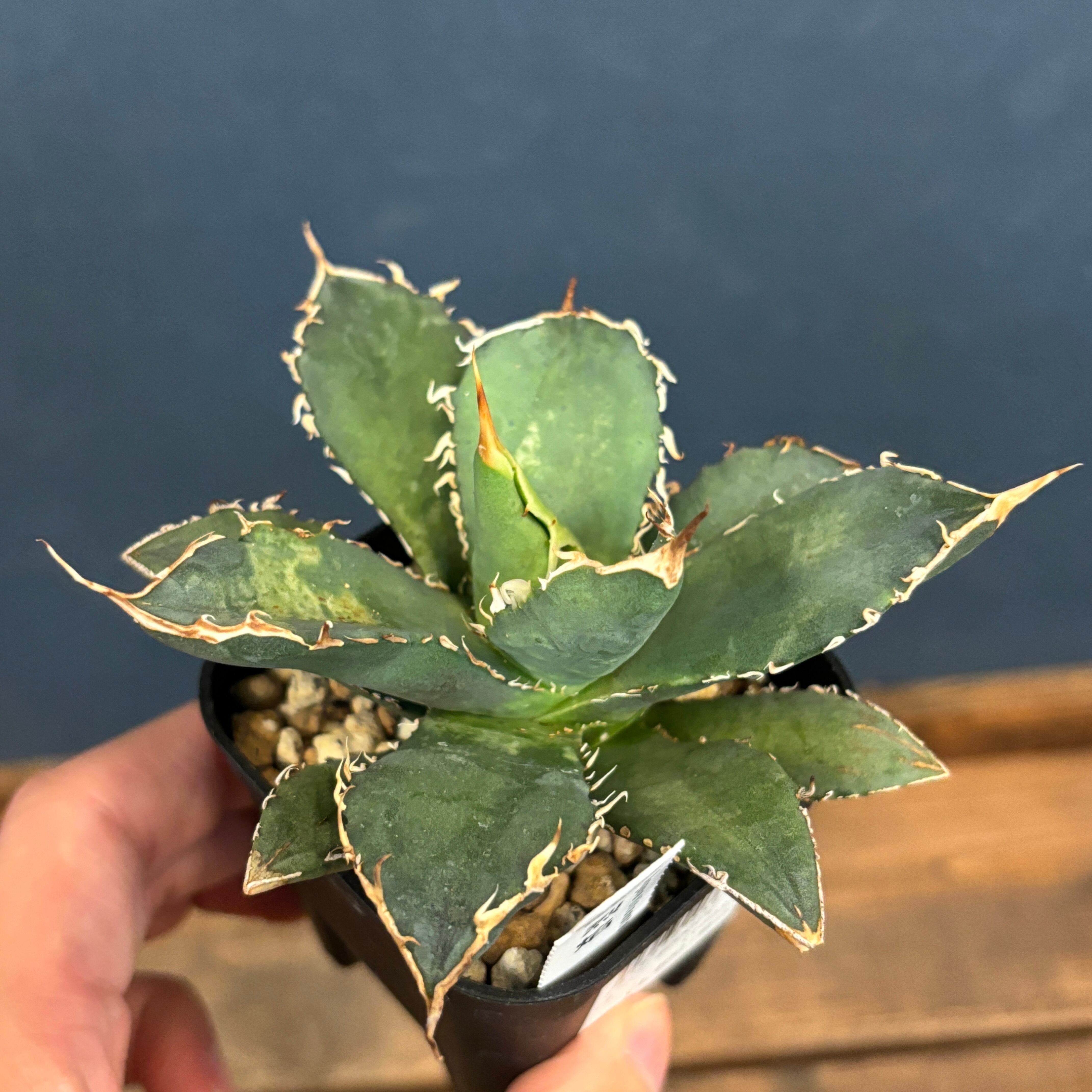 アガベ チタノタ 烈焔【339】 | PROTOLEAF プロトリーフ