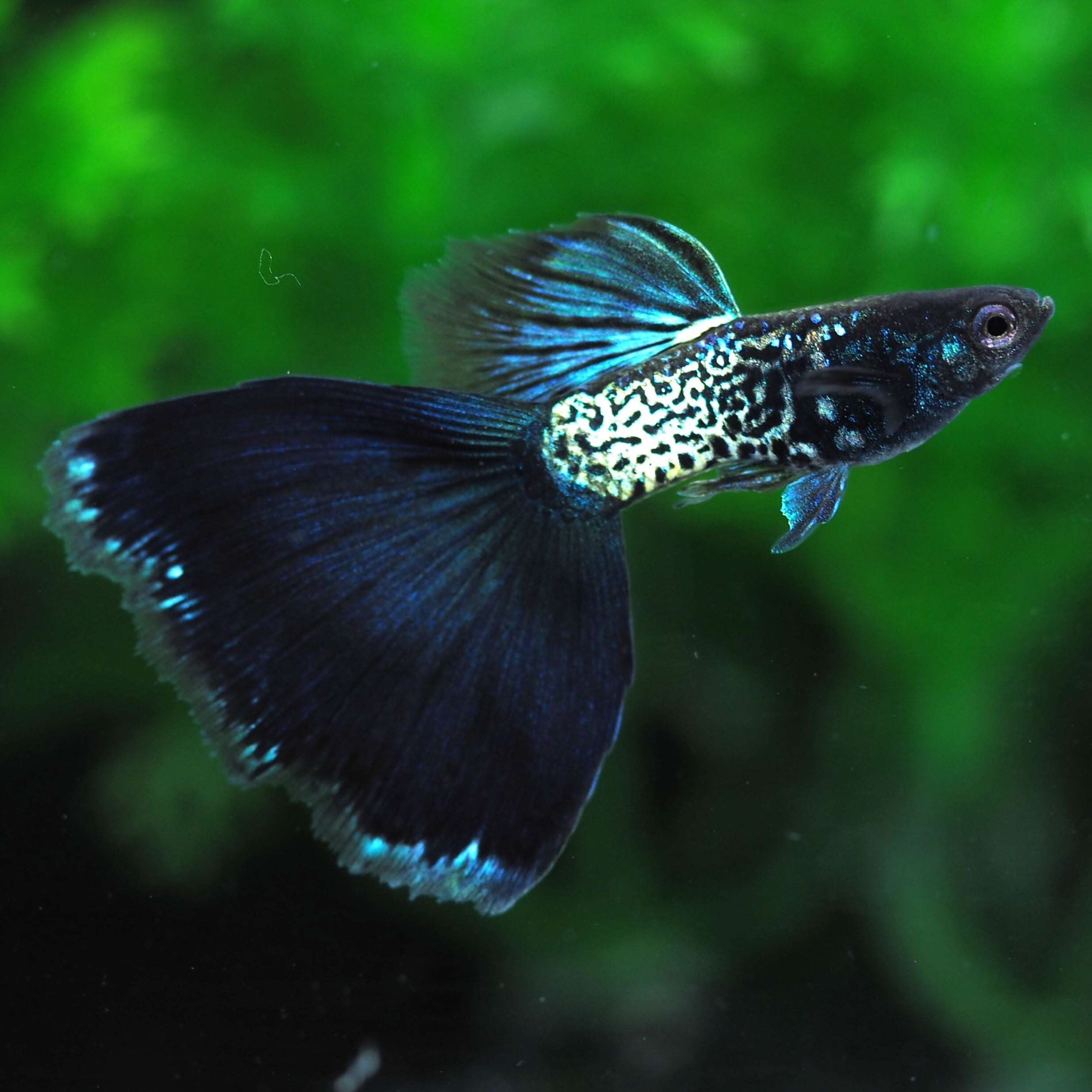 ⚫️ぐっぴ⚫️ GUPPY | 伊豆グッピーファーム
