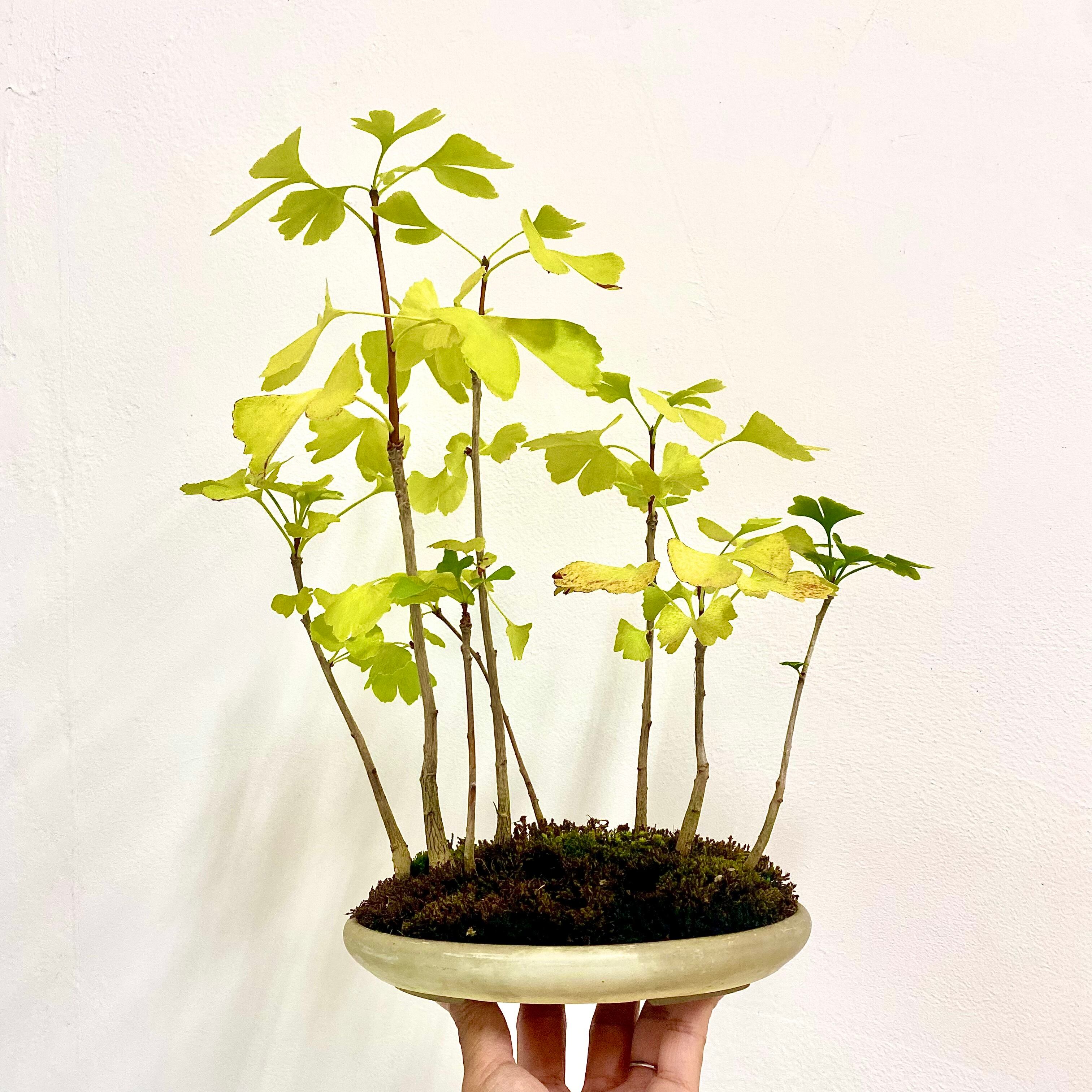 乳イチョウ（中品盆栽）インテリア用サイズ