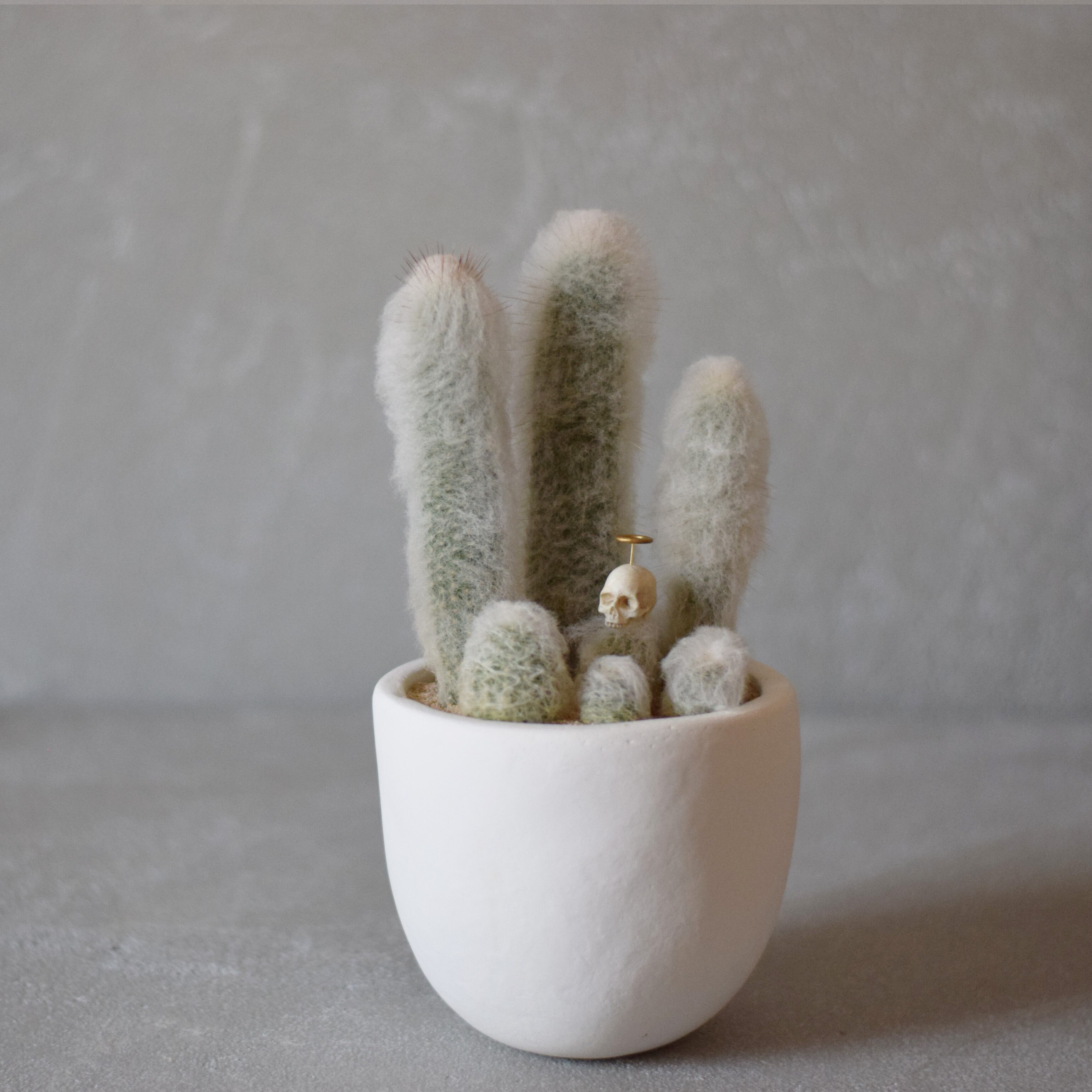 骸骨天使のいる器（デボスキー） | Sabotensi