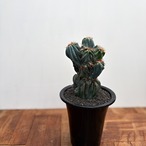 Cereus hildmannianus f. monst【セレウス・岩石獅子】