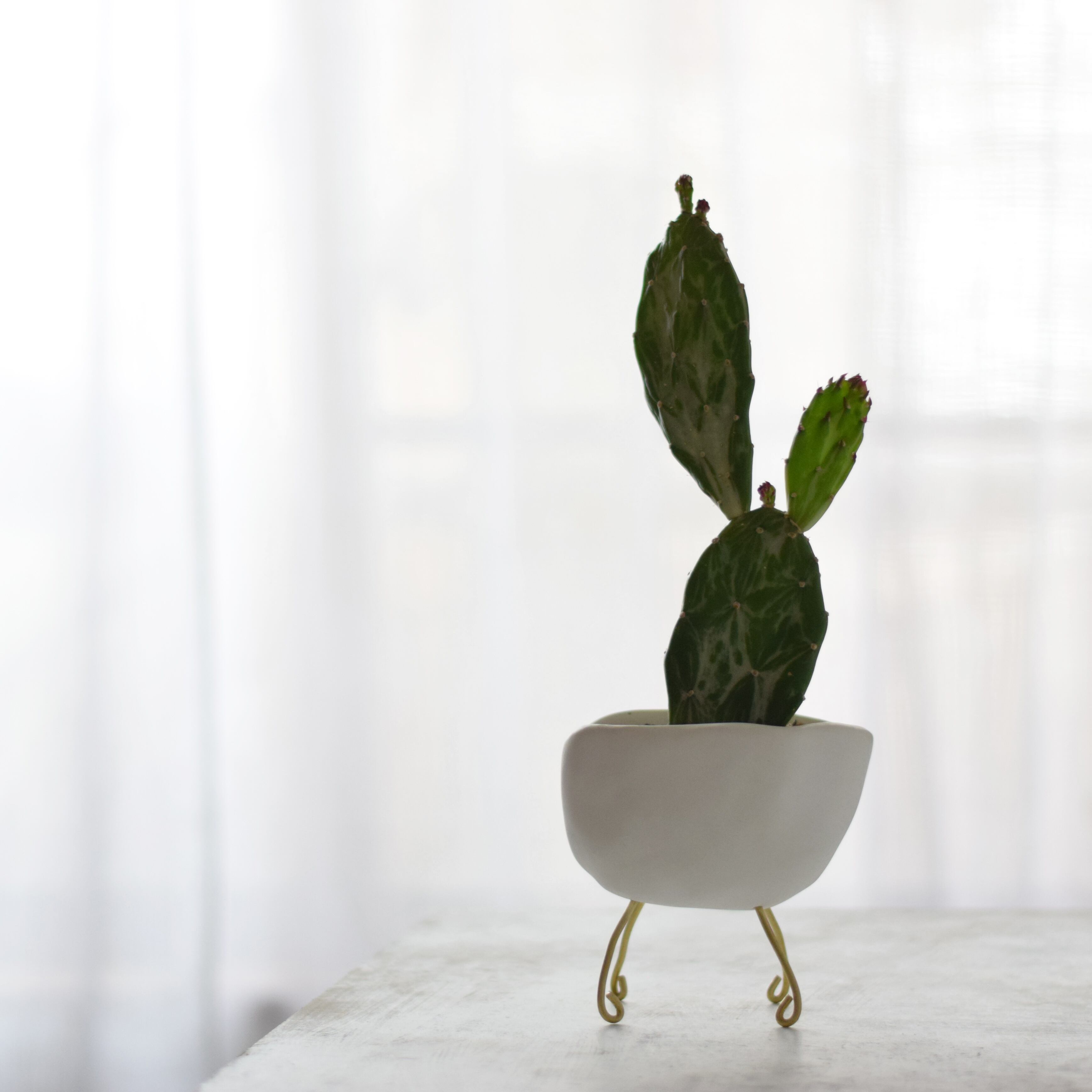 walk pot stroller(white) サボテン・初日の出 | echidna