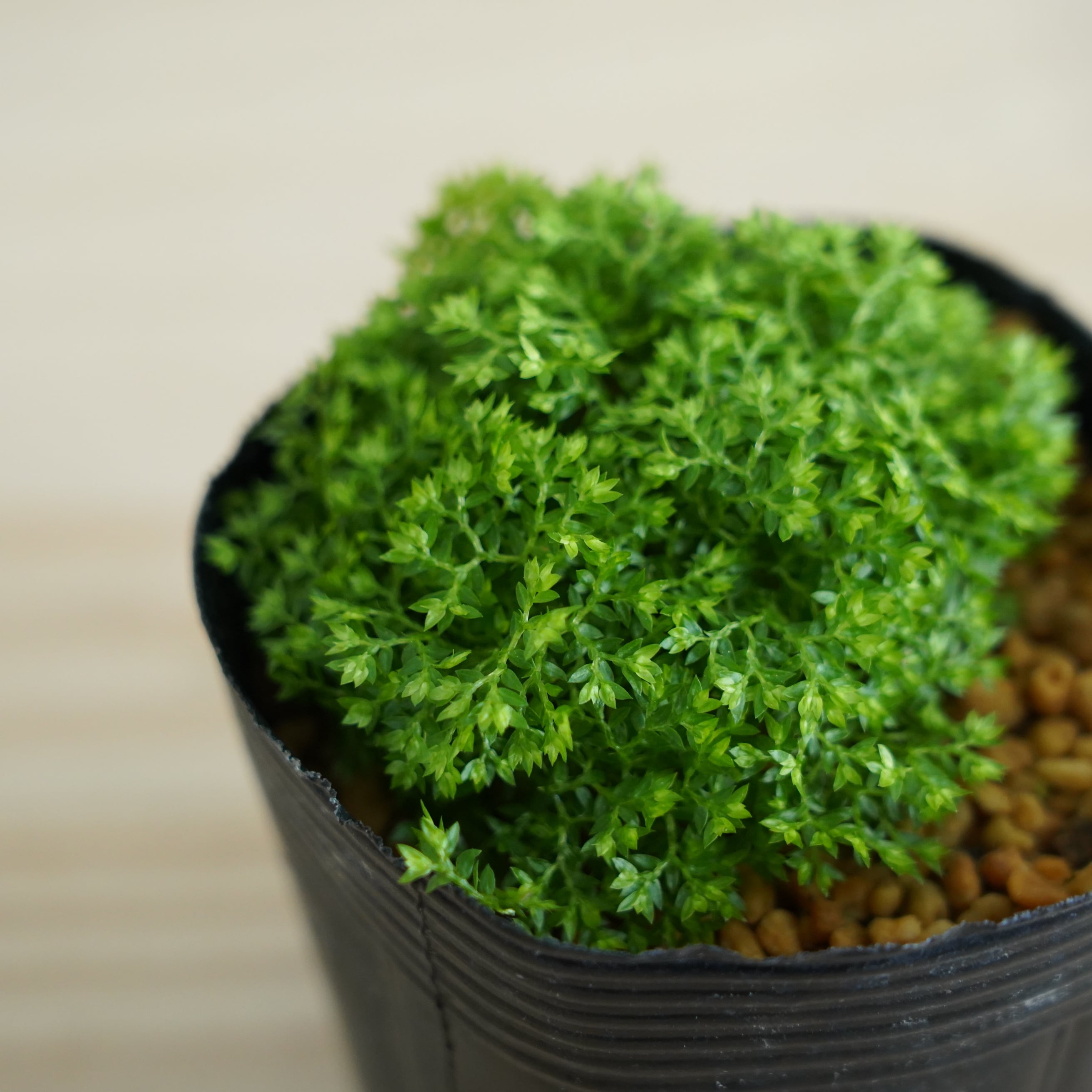 クッションモス 苔テラリウム作製用素材◇Lカップ | 苔テラリウム専門