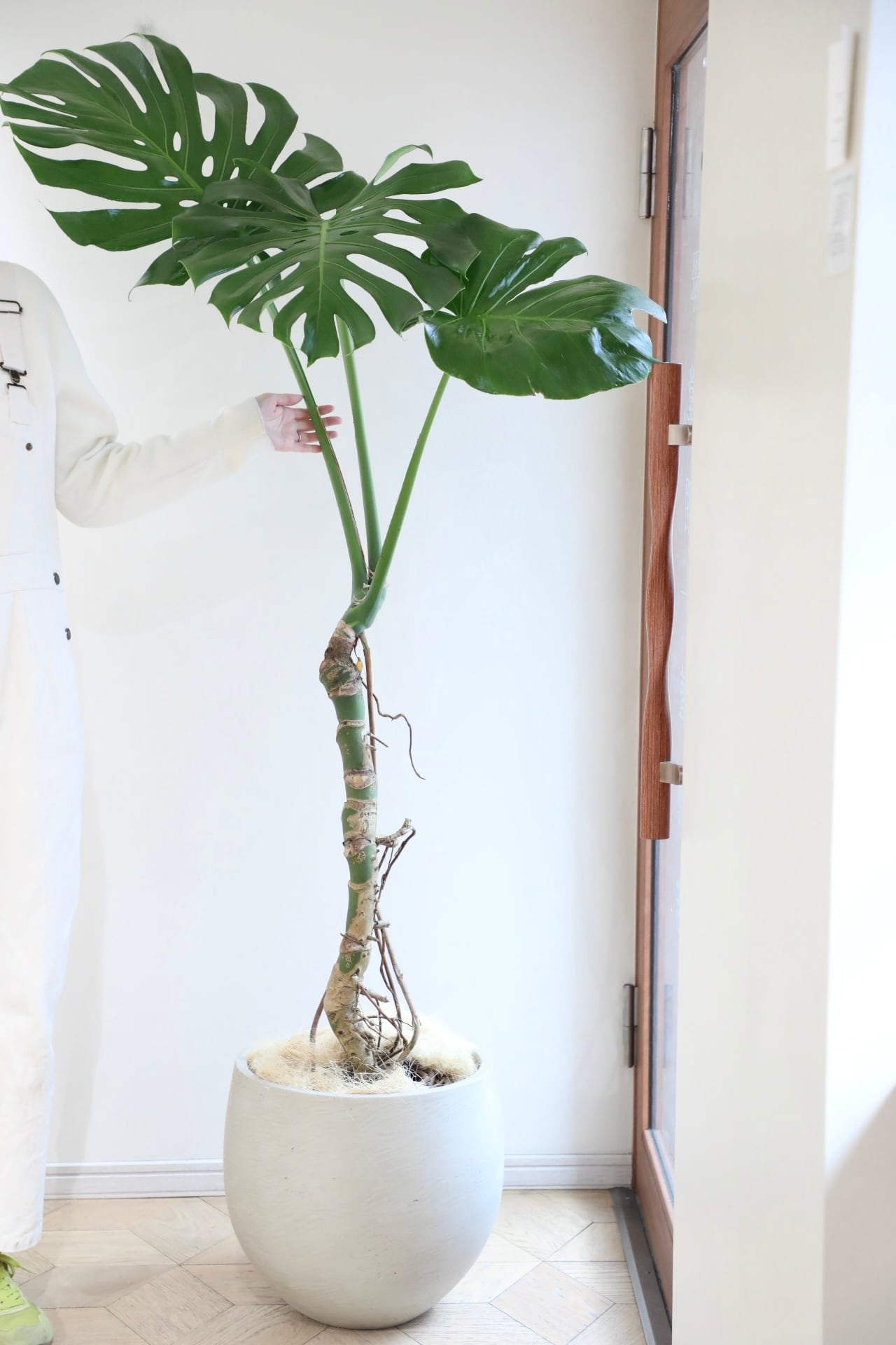 都内近郊限定配送】【190cm】フィカス ウンベラータ 曲げ木仕立て