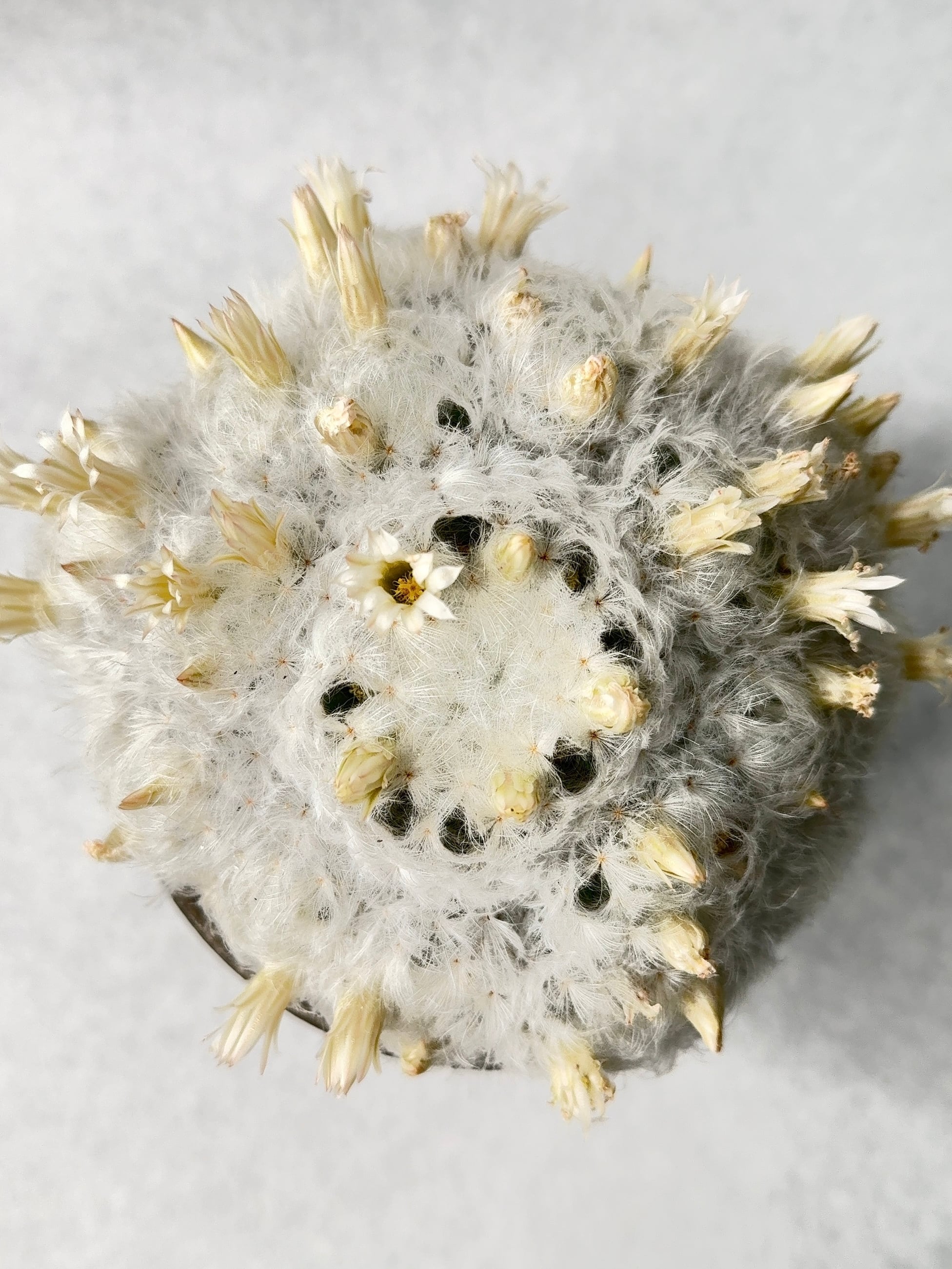 マミラリア 白星 花 マミラリア・羽衣白星