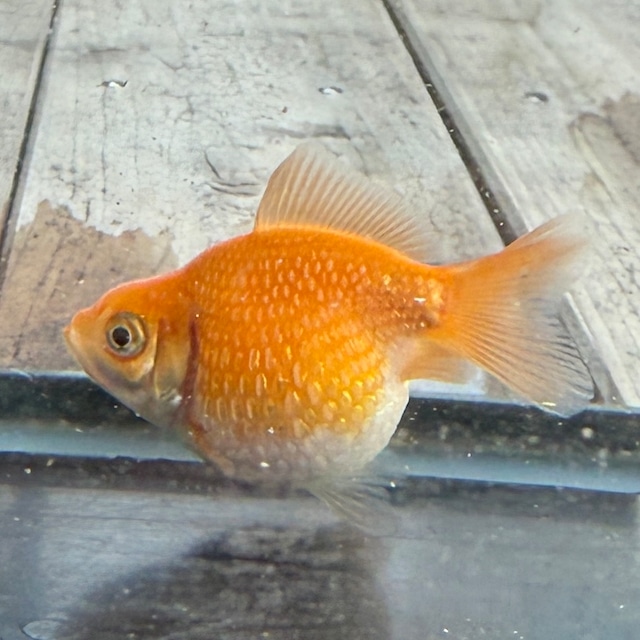 【国産 金魚】ピンポンパール （4~5cm前後/さらさ柄/SAKURAさらさ2025年産)