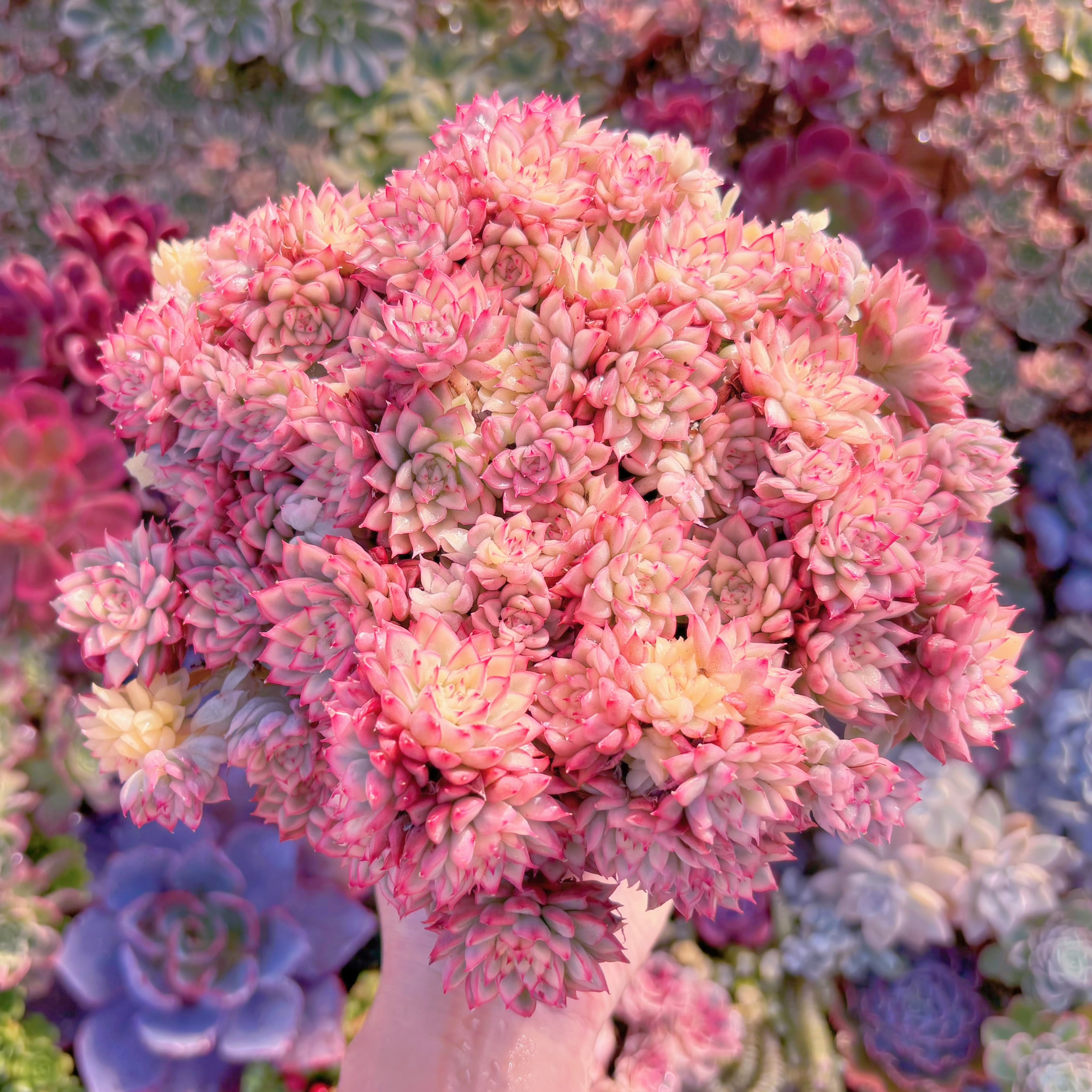 現品　女雛錦#B03　特大群生　新入荷　るる農園