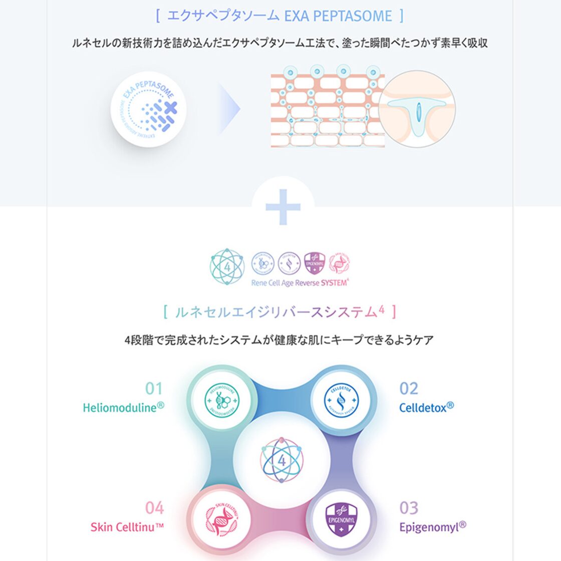マルチ ペプチドトナー 200ml | Multi Peptide Toner【Rene-Cell 