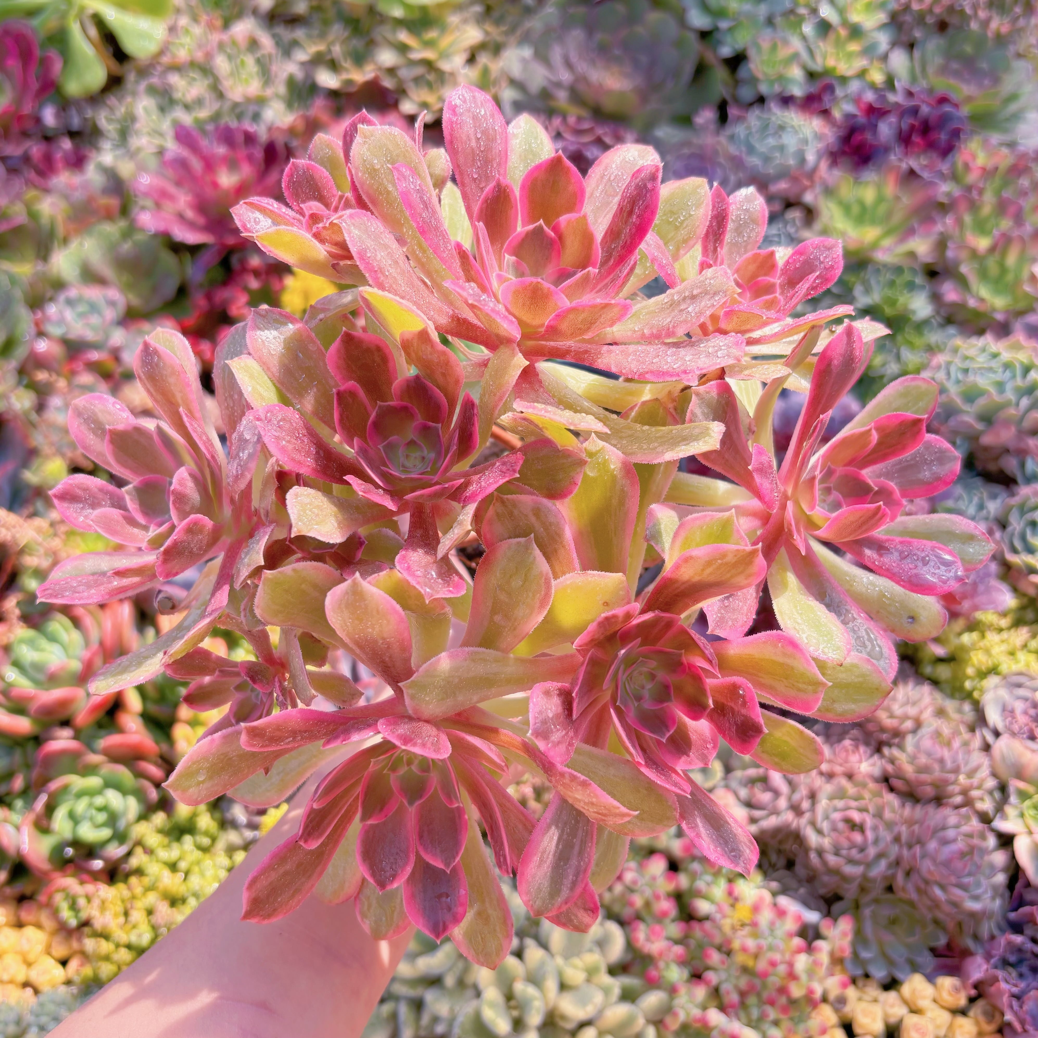 現品　新品種　浣沙錦#M203　群生　新入荷　るる農園