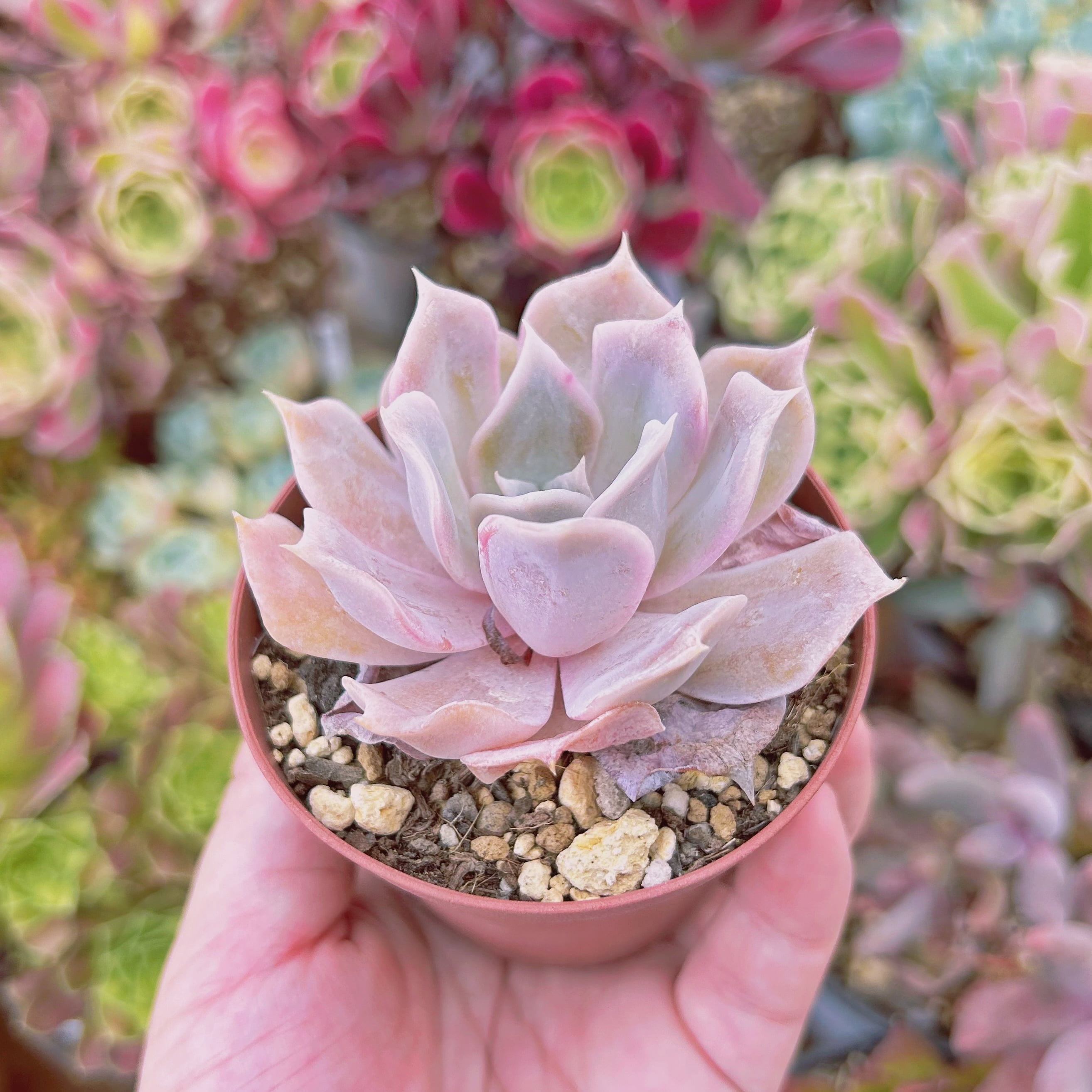 817現物 多肉植物 クジラ(Echeveria 'Blue Whale') 抜き苗 | るる農園