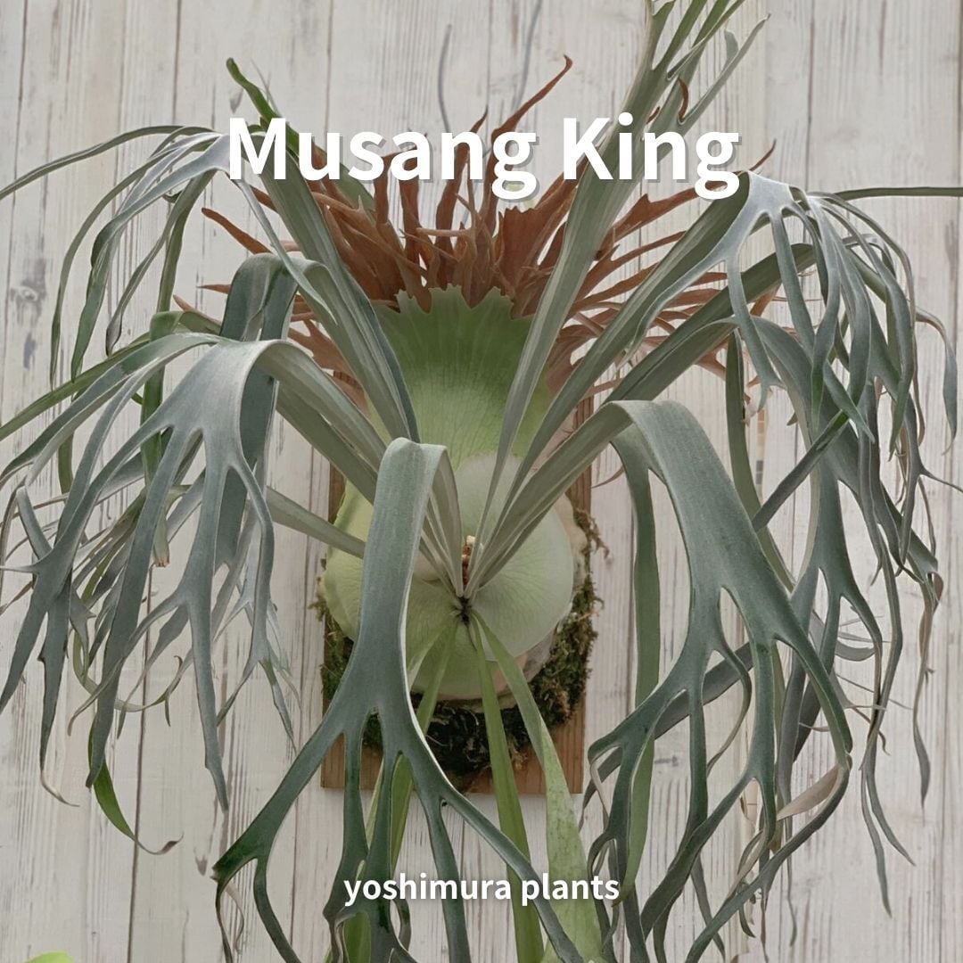 胞子] willinckii ASW 01 ビカクシダ | Pay ID