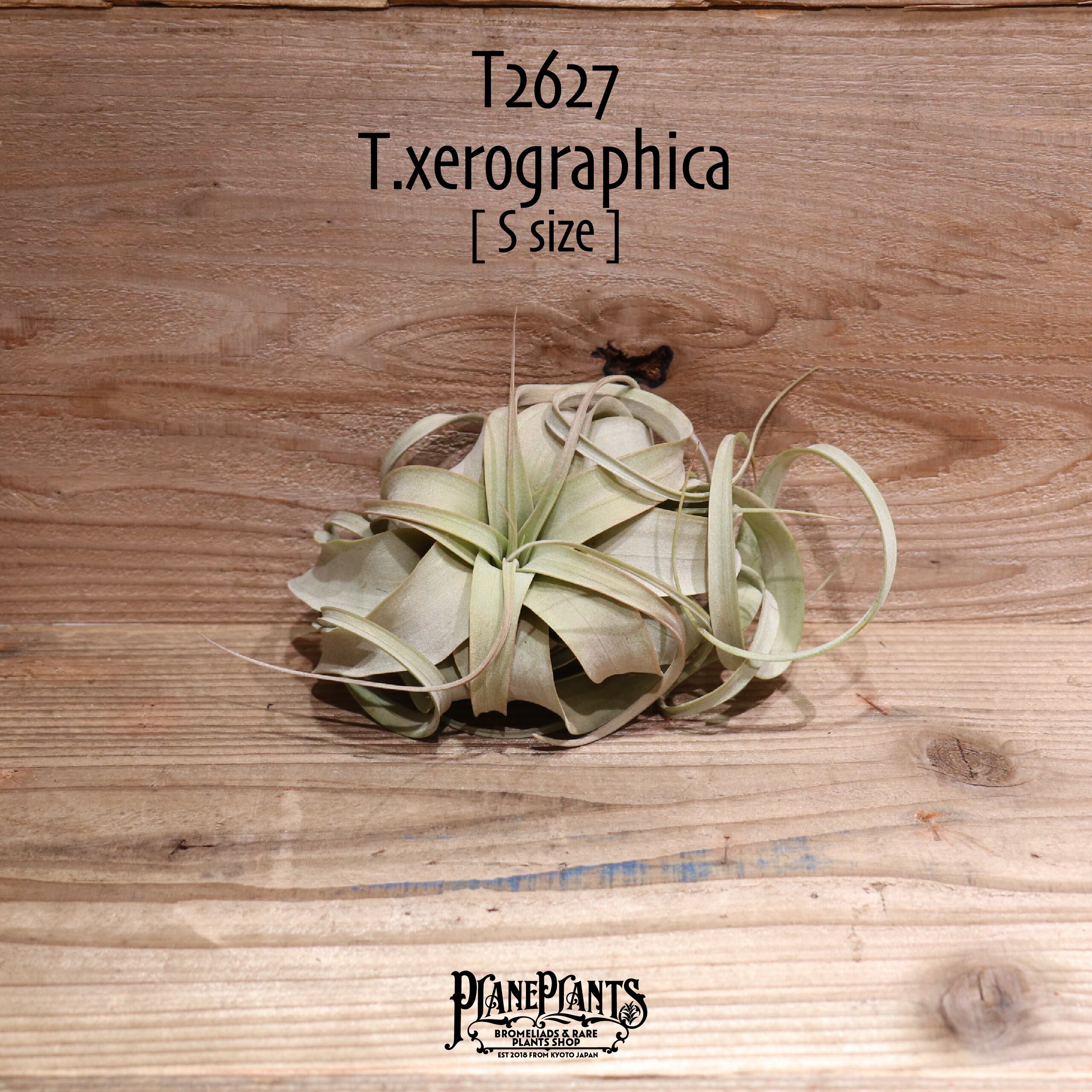 【送料無料】キセログラフィカ S〔エアプランツ〕現品発送T2627