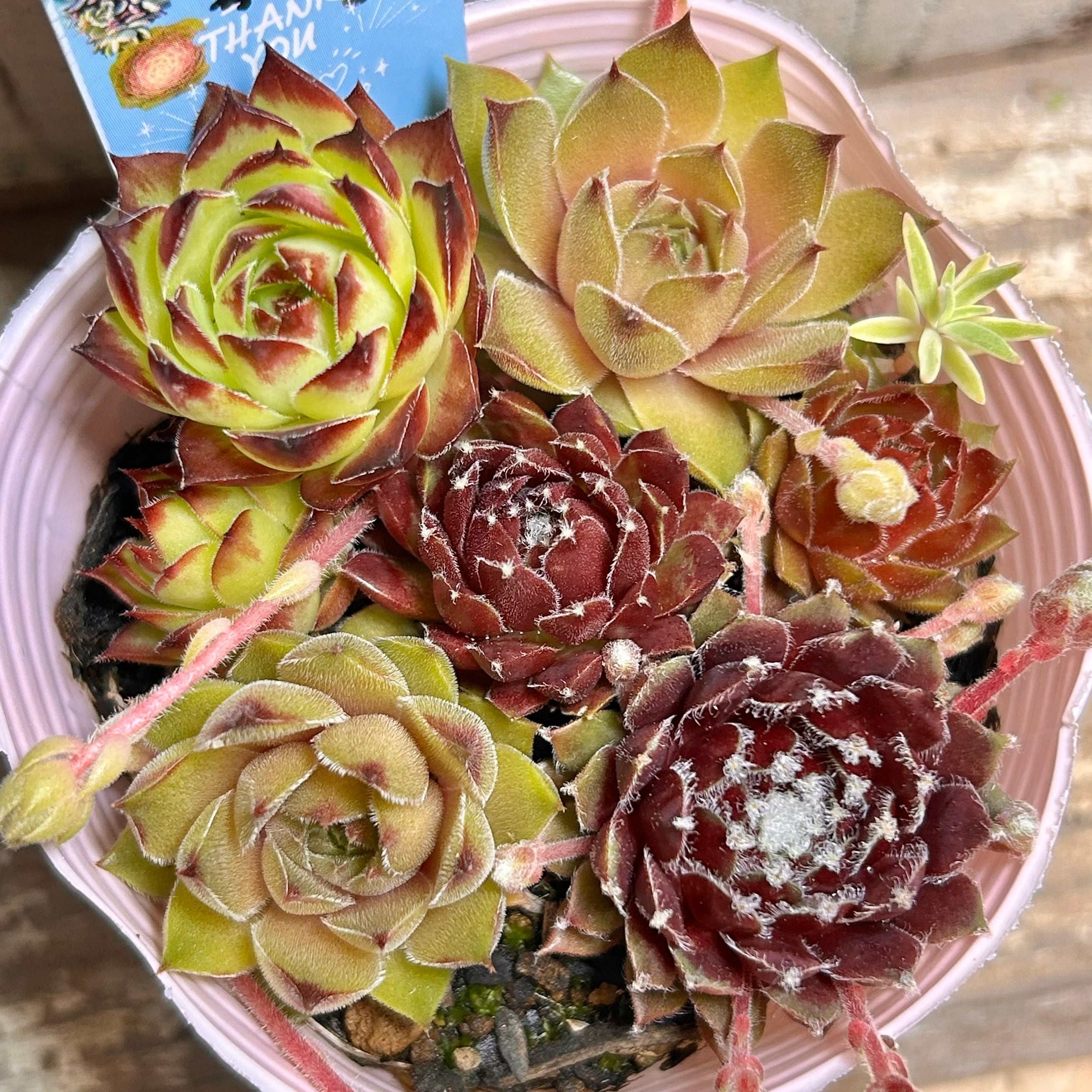 その他多肉植物 nabe RuPo 多肉植物専門店