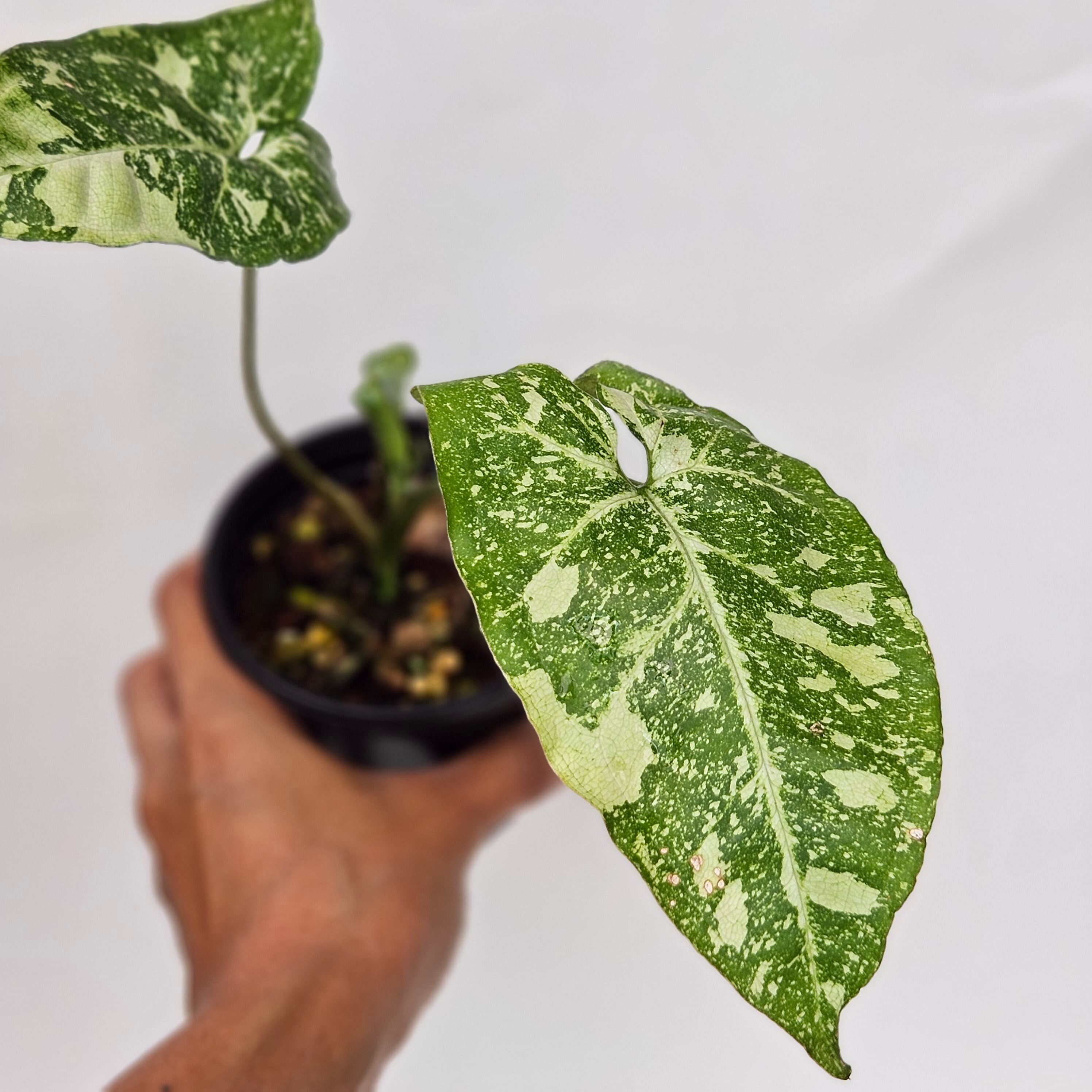 【美斑】〔シンゴニウム・パンダ・ギャラクシー〕Syngonium Panda Galaxy 観葉植物 斑入り ポット発送