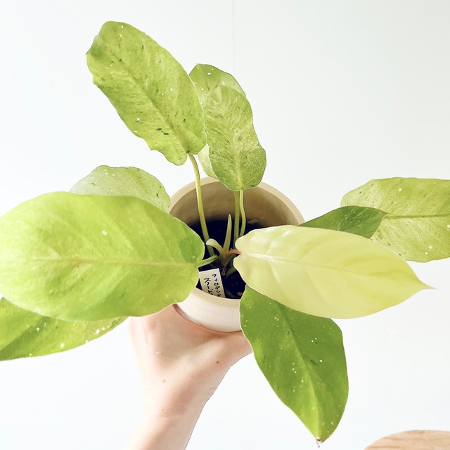 フィロデンドロン スノードリフト Sサイズ 観葉植物 calm cafe