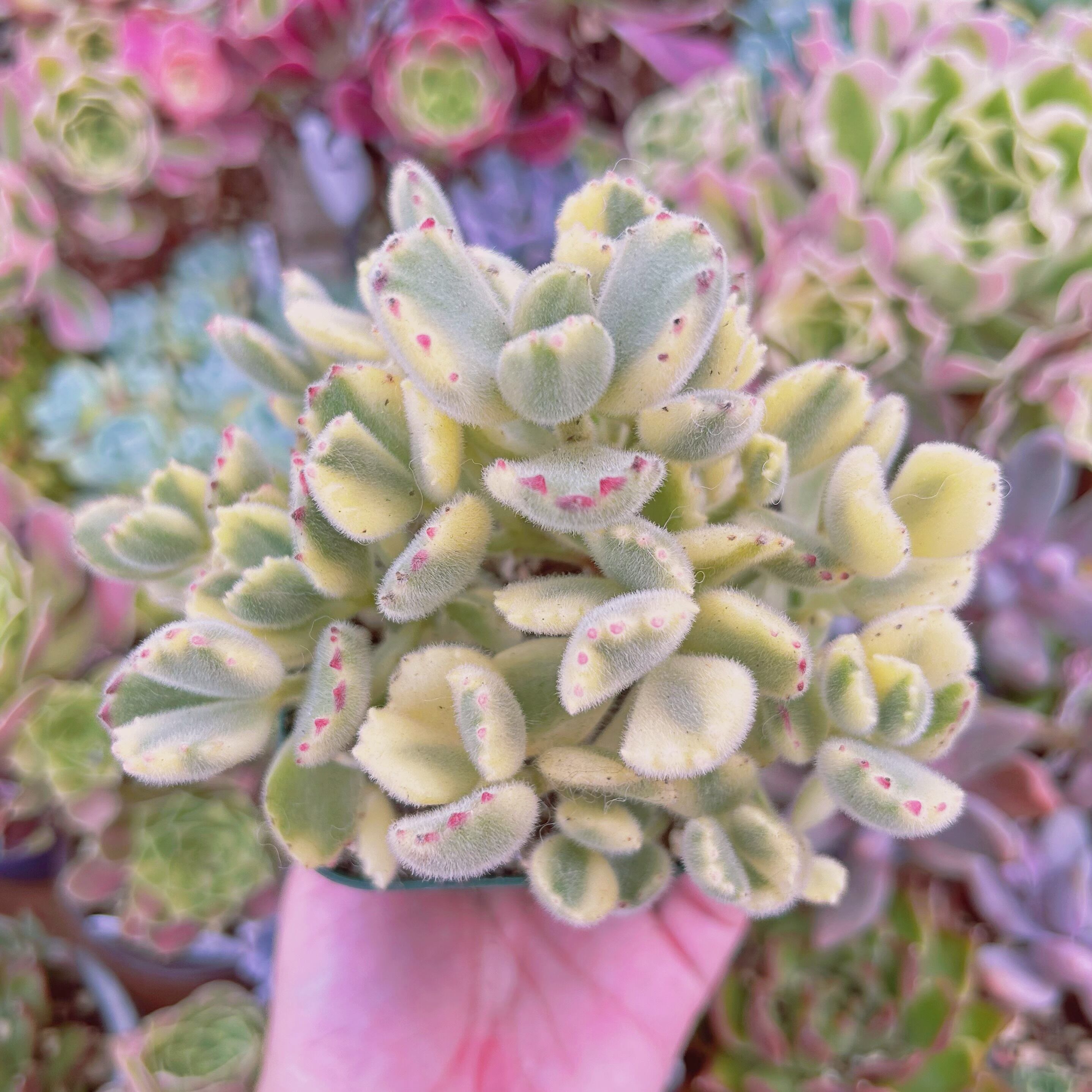 #574現物　多肉植物　熊童子白錦　特大　抜き苗