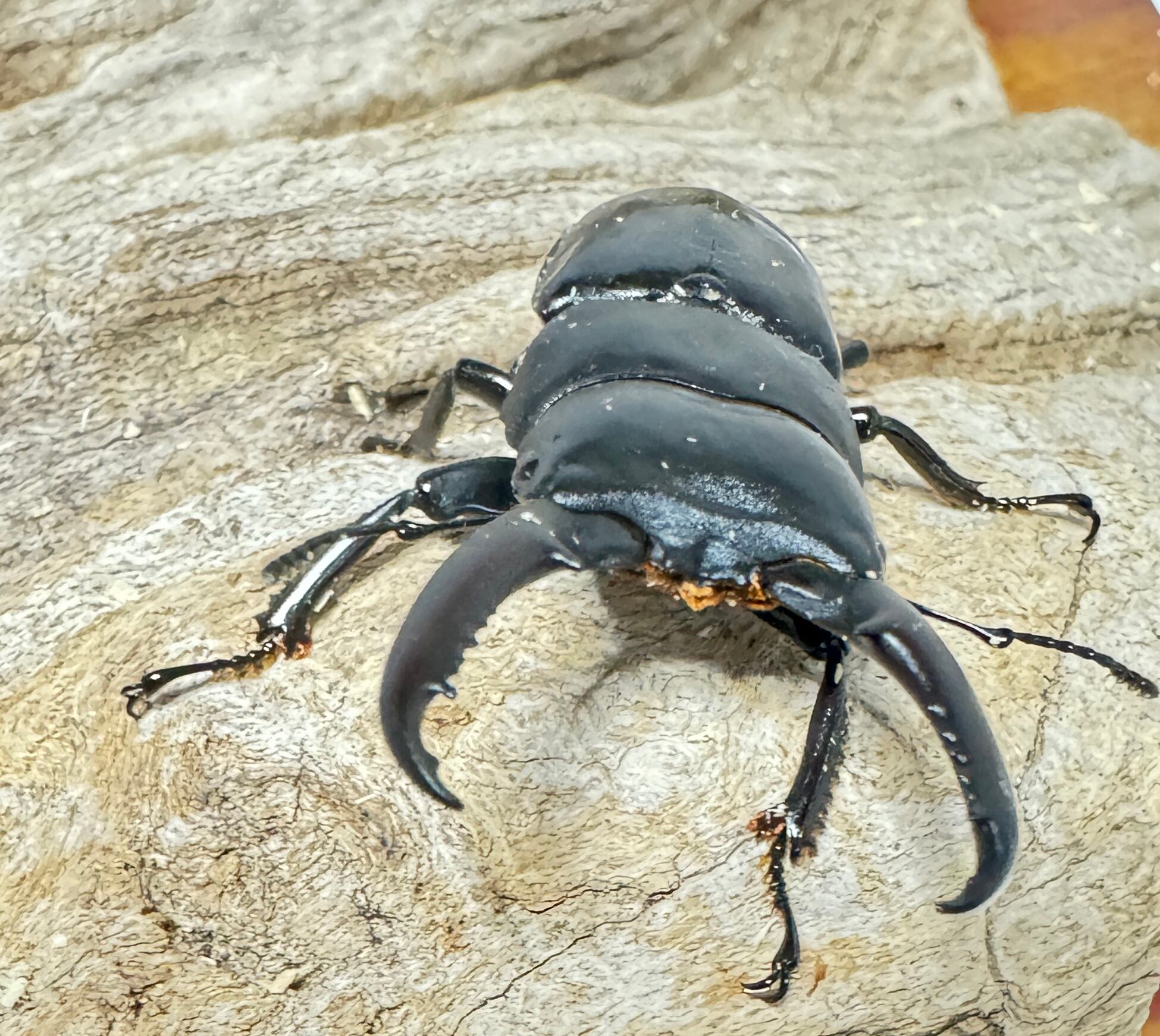 対馬】 チョウセンヒラタクワガタ ペア 【離島】 | KUWAGATA-PANDA