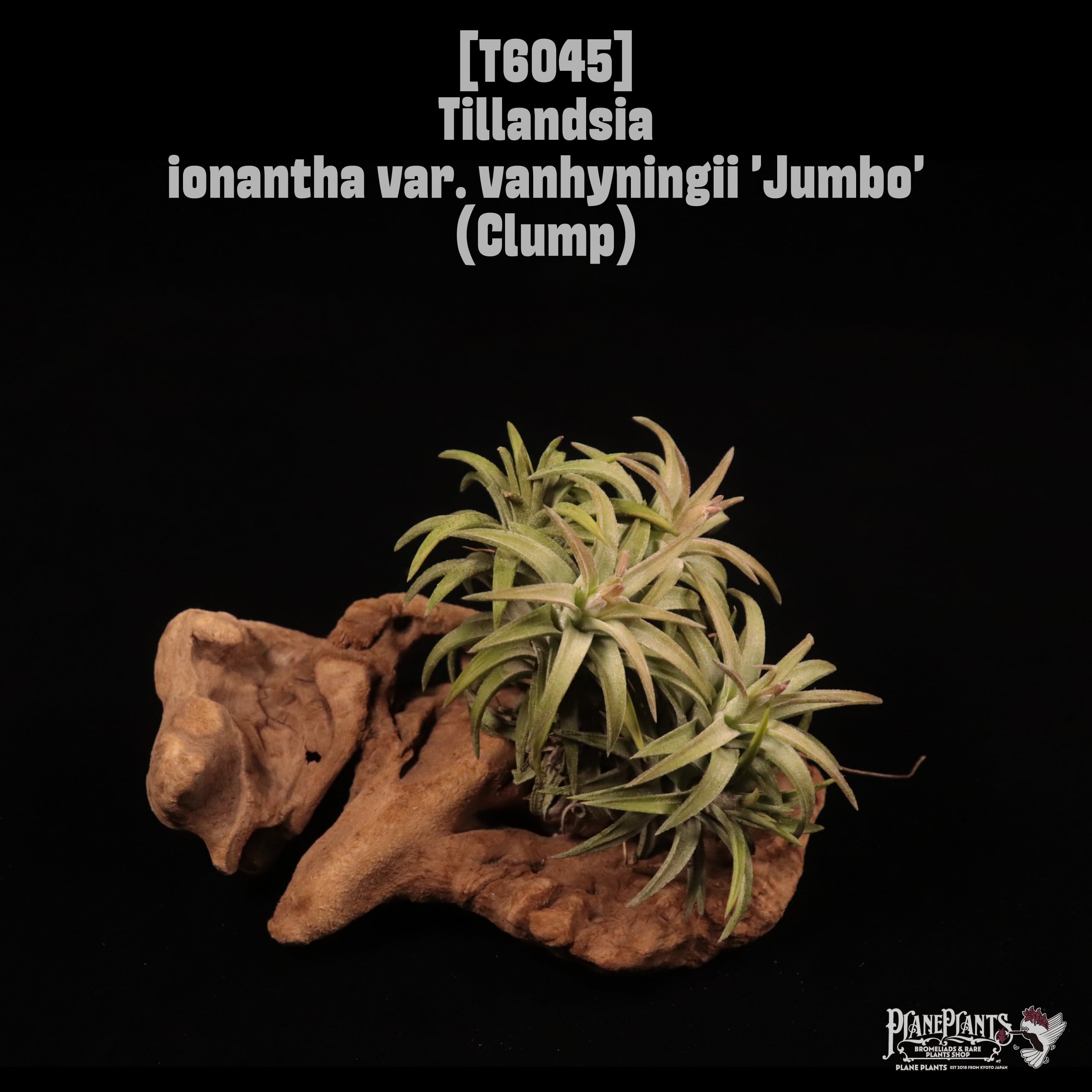 Tillandsia ionantha var. vanhyningii 'Jumbo' Clump〔ティランジア〕T6045