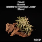 Tillandsia ionantha var. vanhyningii 'Jumbo' Clump〔ティランジア〕T6045