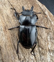 【WD】《インターメディアツヤクワガタ ネグロス島産 45mm ♀単B品》