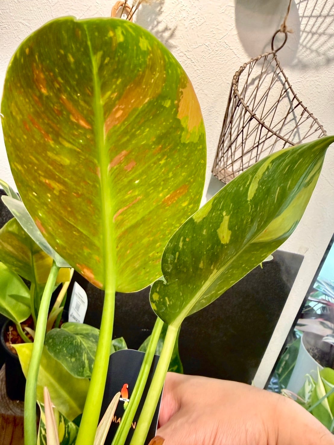 フィロデンドロン・グリーンコンゴ バリエガータ 4号 希少 | 観葉植物