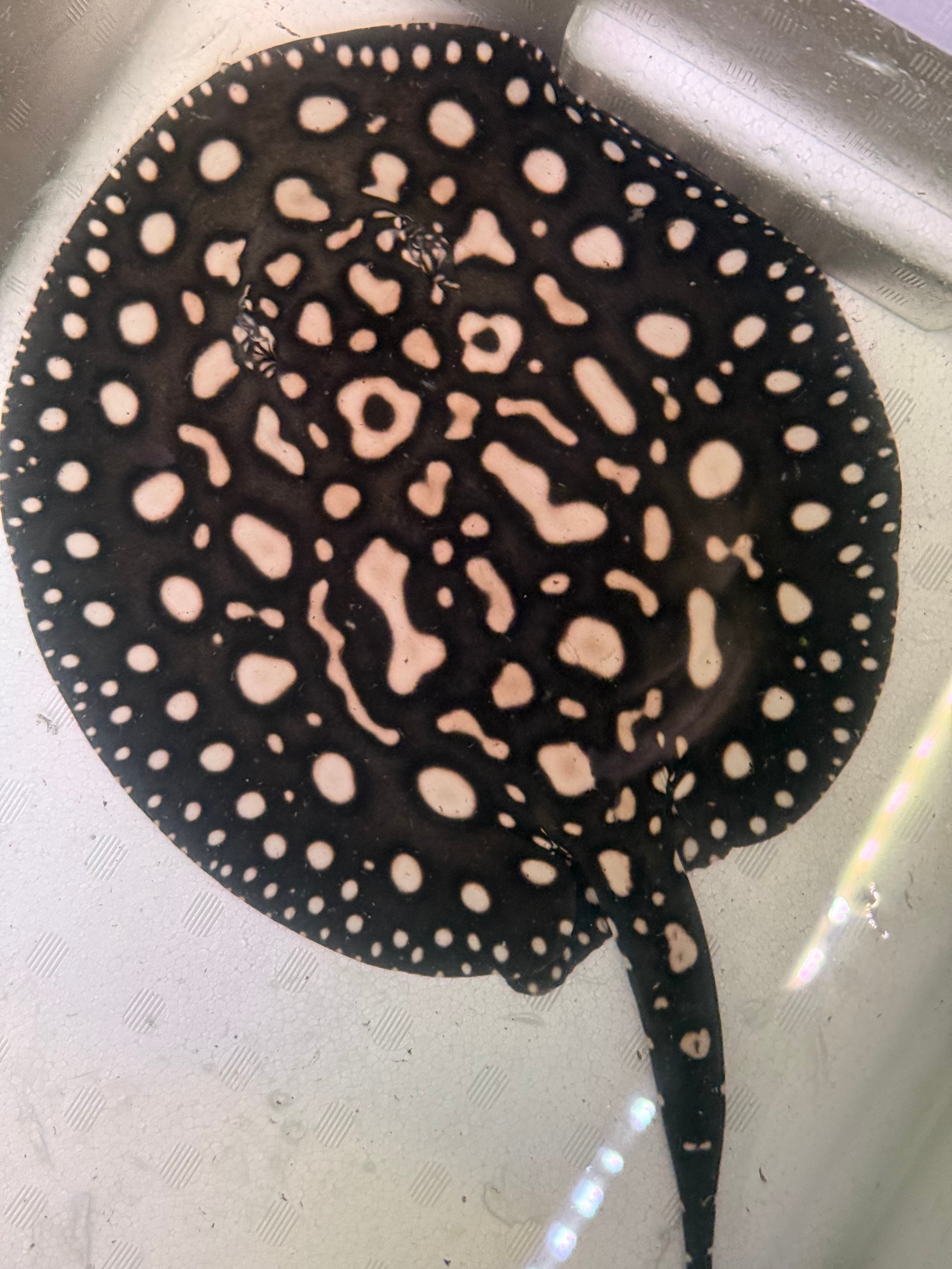 新入荷 | アクアショップ ビリーケン オンラインストア