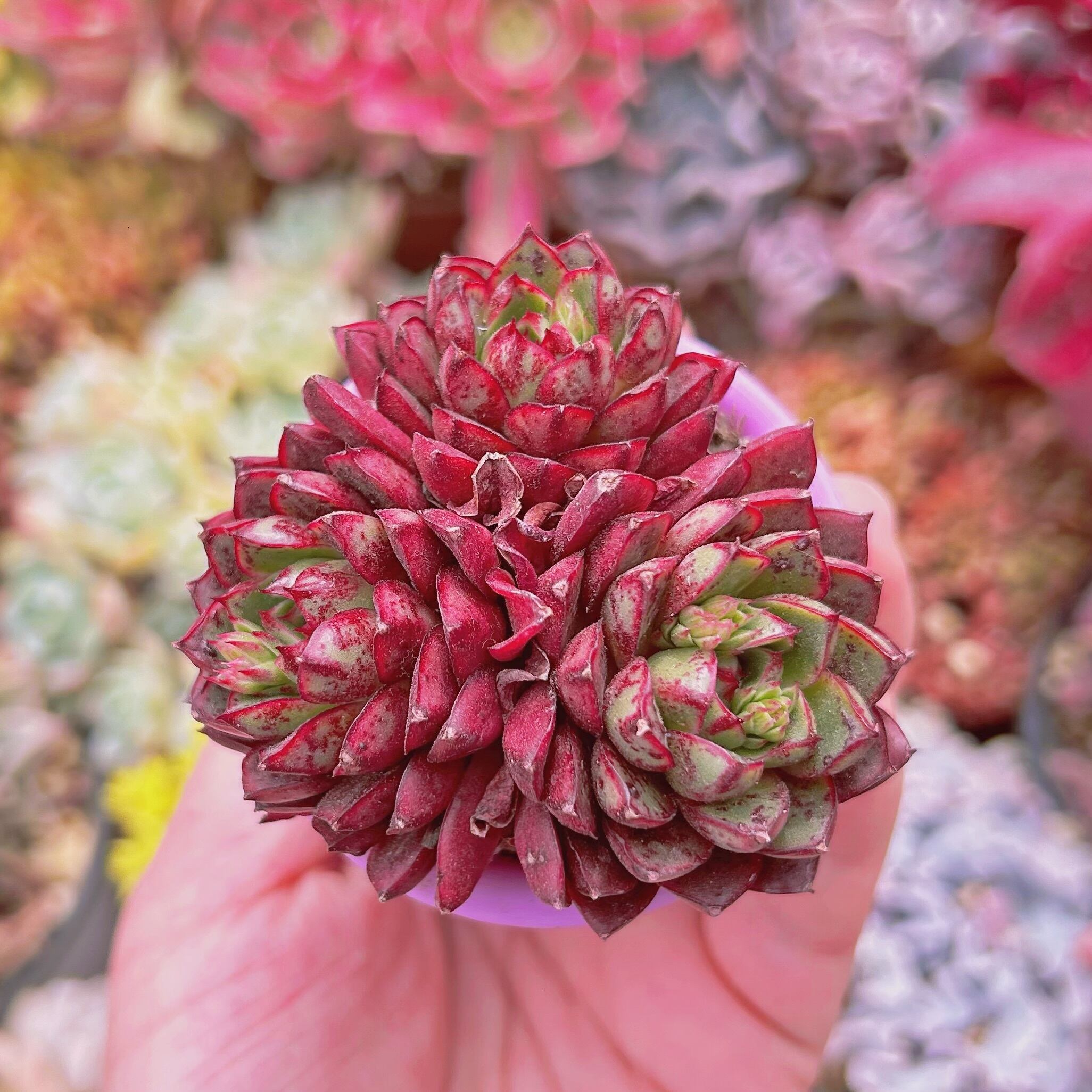 #653現物　多肉植物　Robert