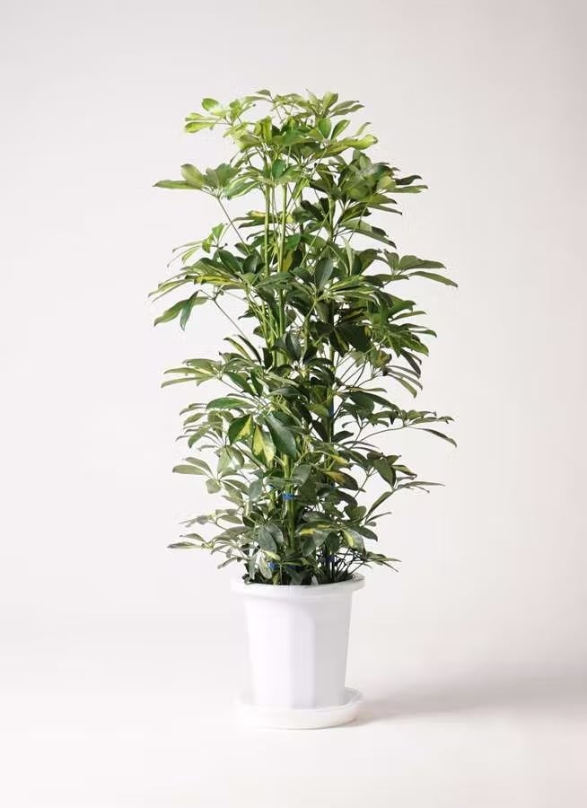 観葉植物 カポック（シェフレラ） 8号 斑入り | CAgarden