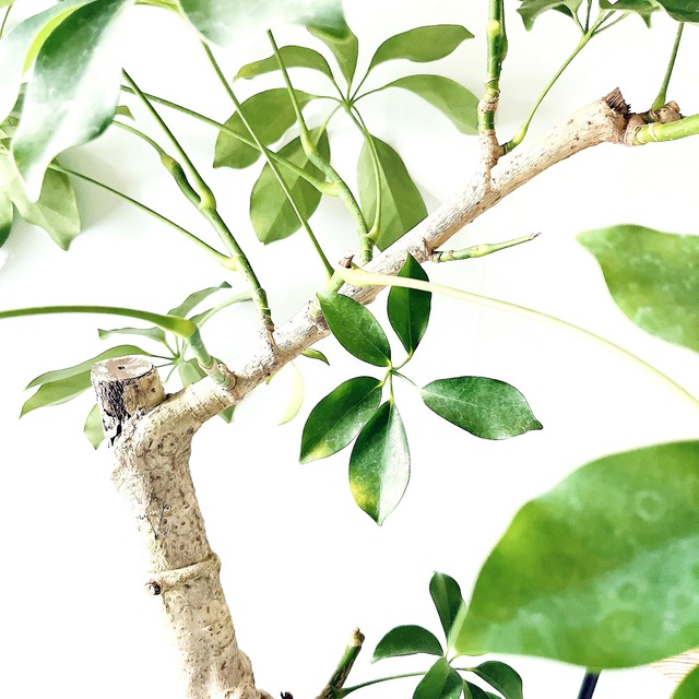 【Premium Plants】シェフレラ グリーンブレイズ 観葉植物 calm cafe