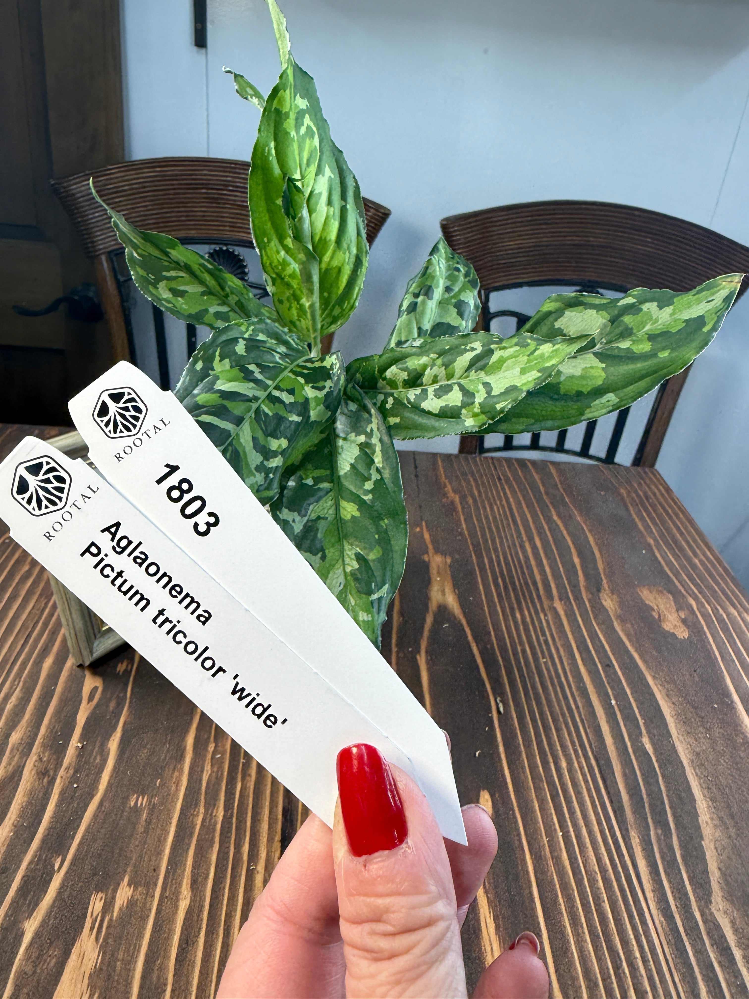 アグラオネマ | ROOTALPLANTS