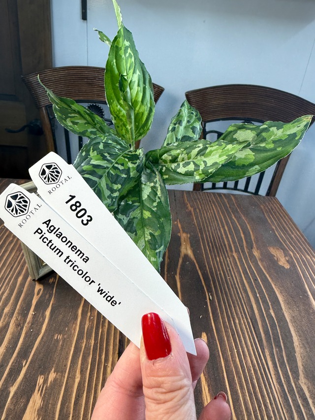 ★1803【極上の迷彩美】アグラオネマ　ピクタムトリカラー　ワイド(口径8cmポット)