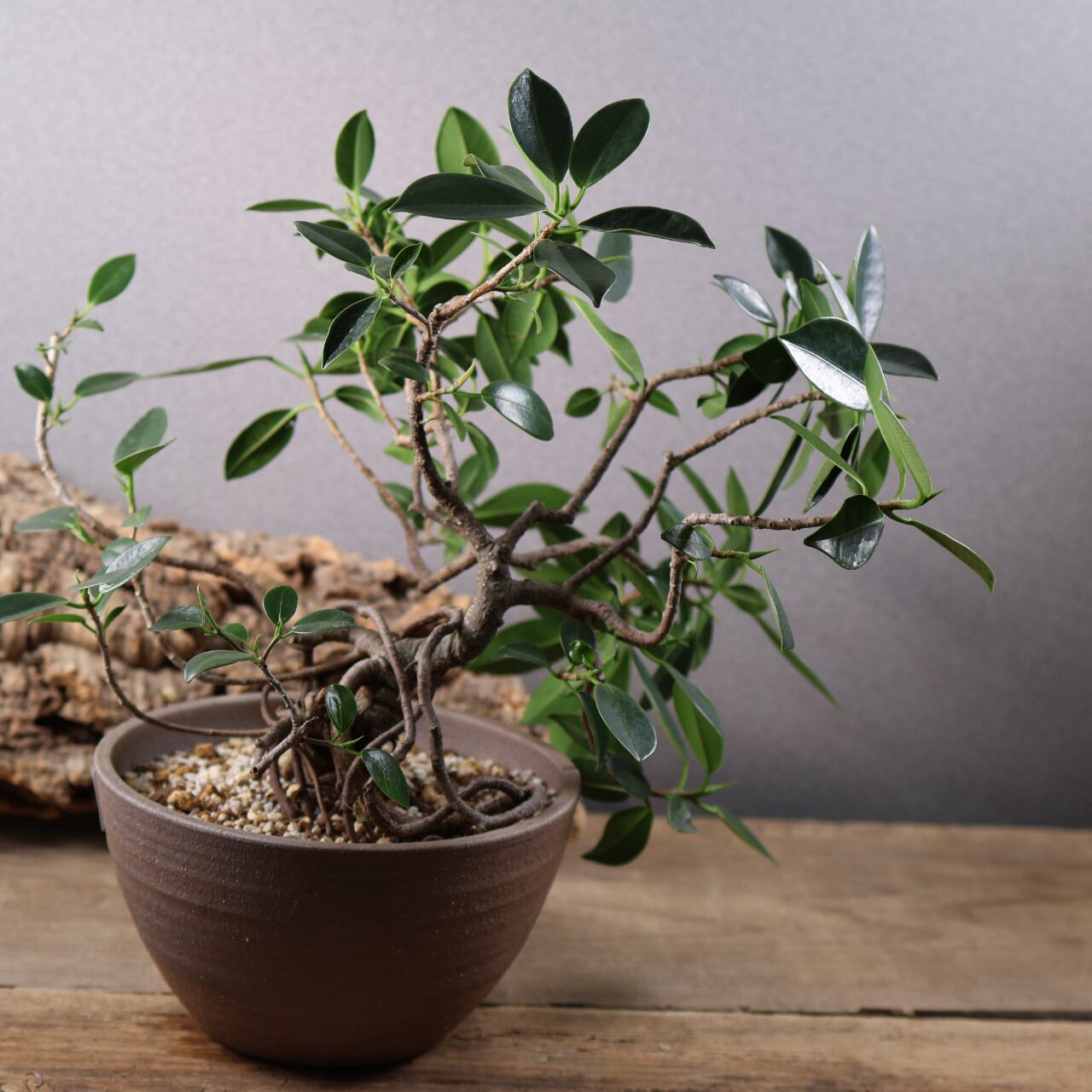 678『ガジュマル 盆栽仕立て』観葉植物【送料無料】 | MARX PLANTS