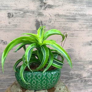 観葉植物　ドラセナレモンライム