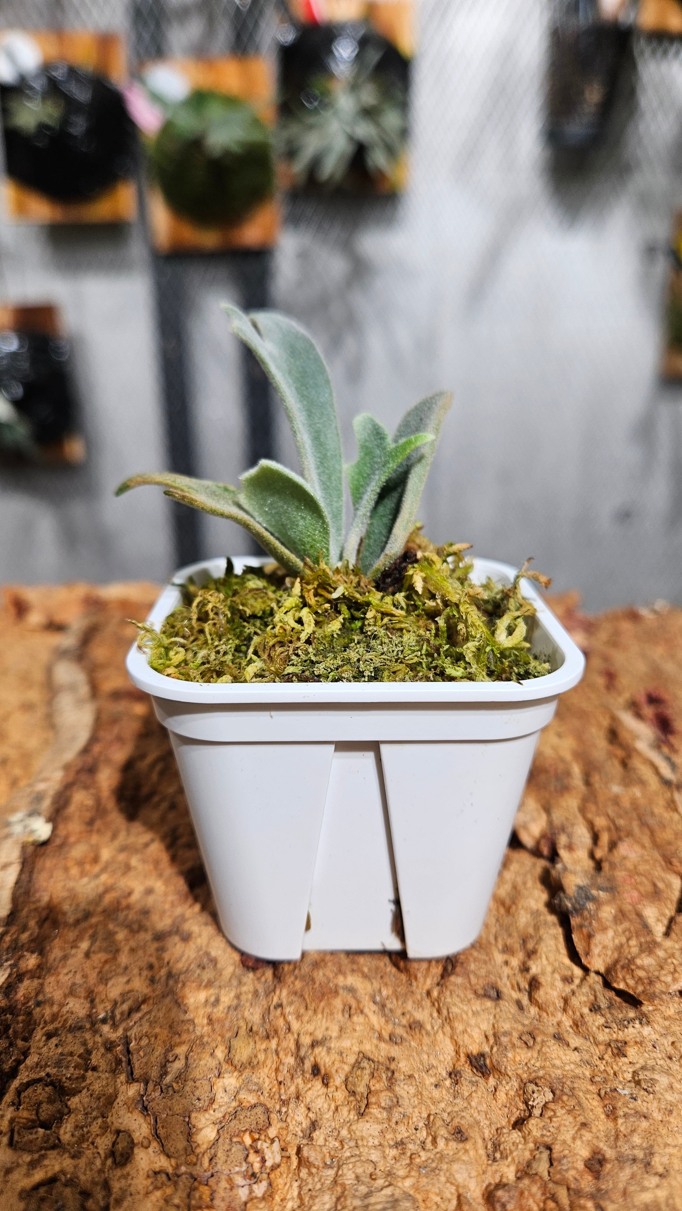 P.willinckii cv. Dairy Queen × P.willinckii Snow Elf Sporelings